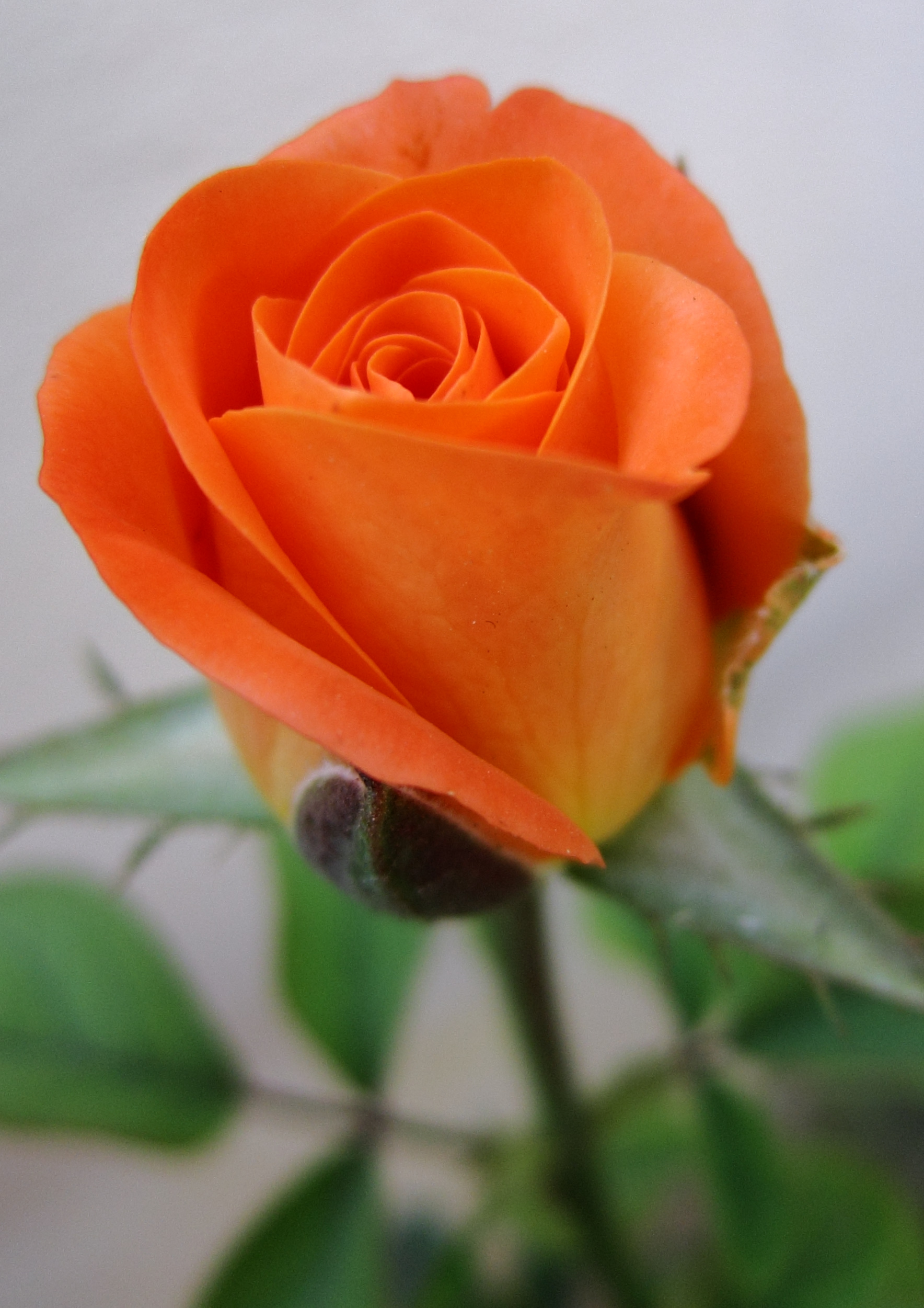 Rose bud - Bing Images | flower | Pinterest | Rose buds, Rose and ...