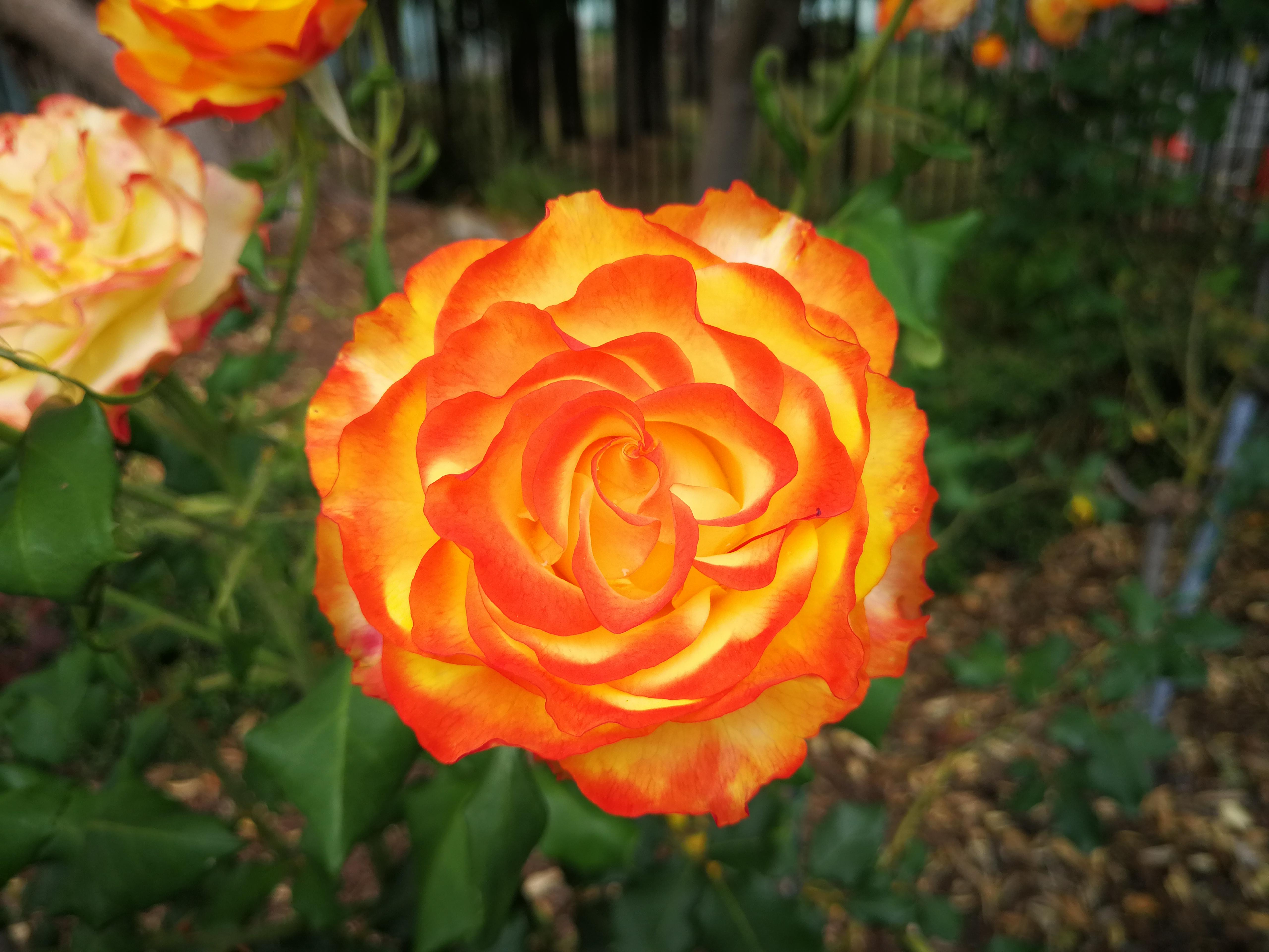 Beautiful burnt orange rose : pics