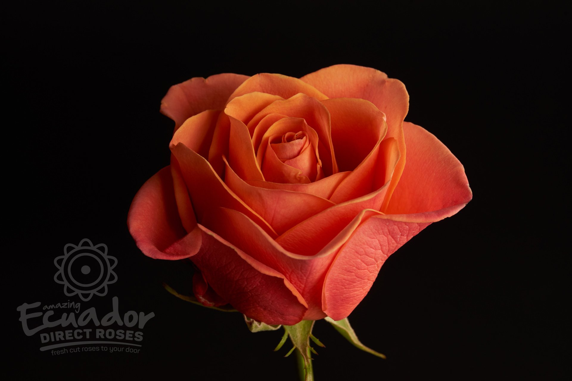 ORANGE CRUSH - Orange Rose | Ecuador Direct Roses