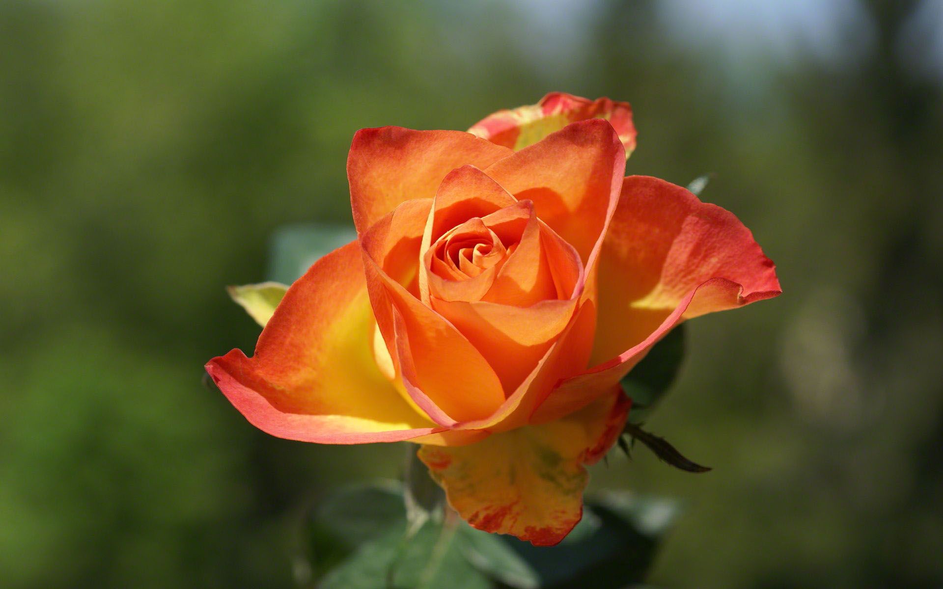 Orange rose | Flora | Pinterest | Orange roses