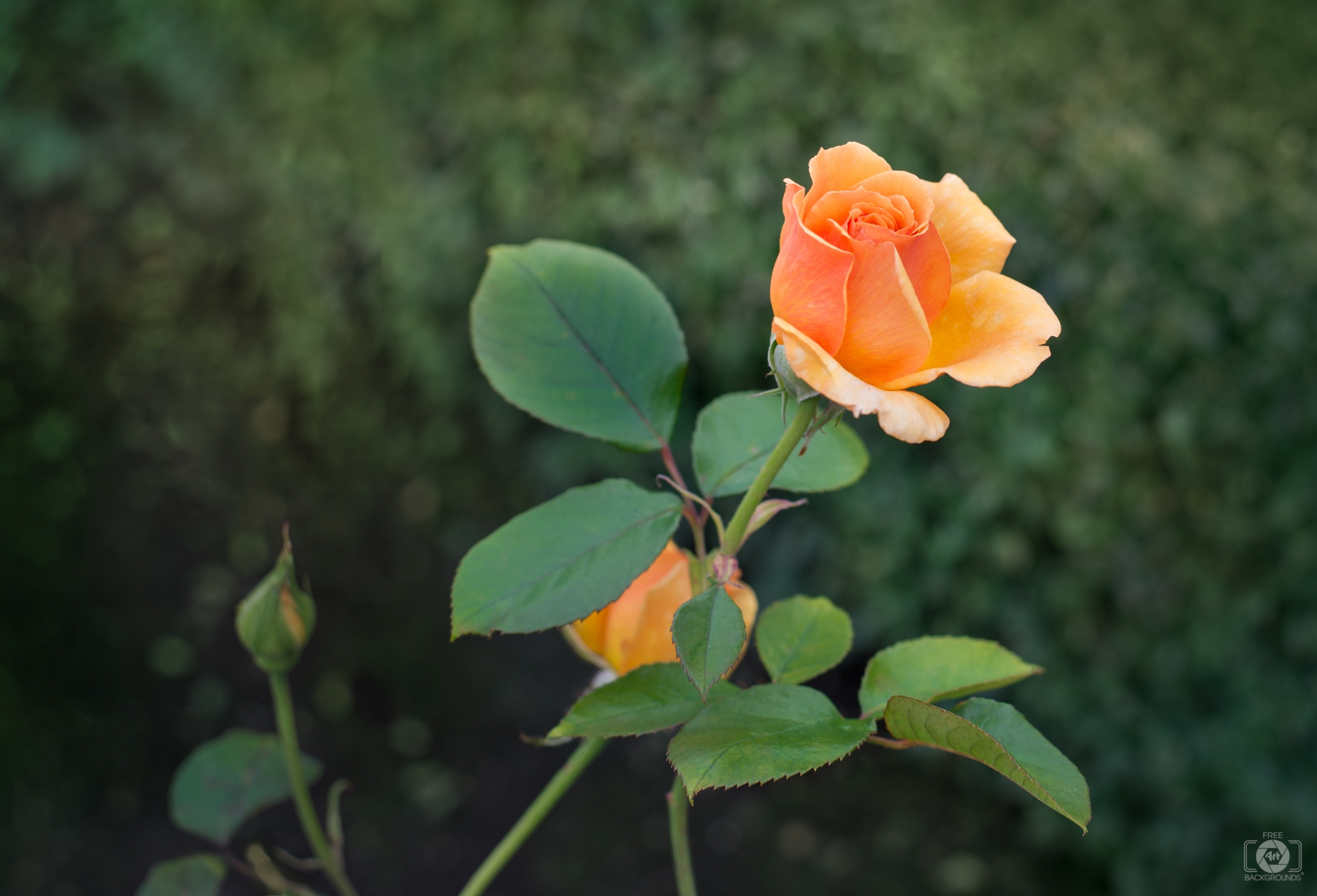 Orange Rose Bud Background - High-quality Free Backgrounds