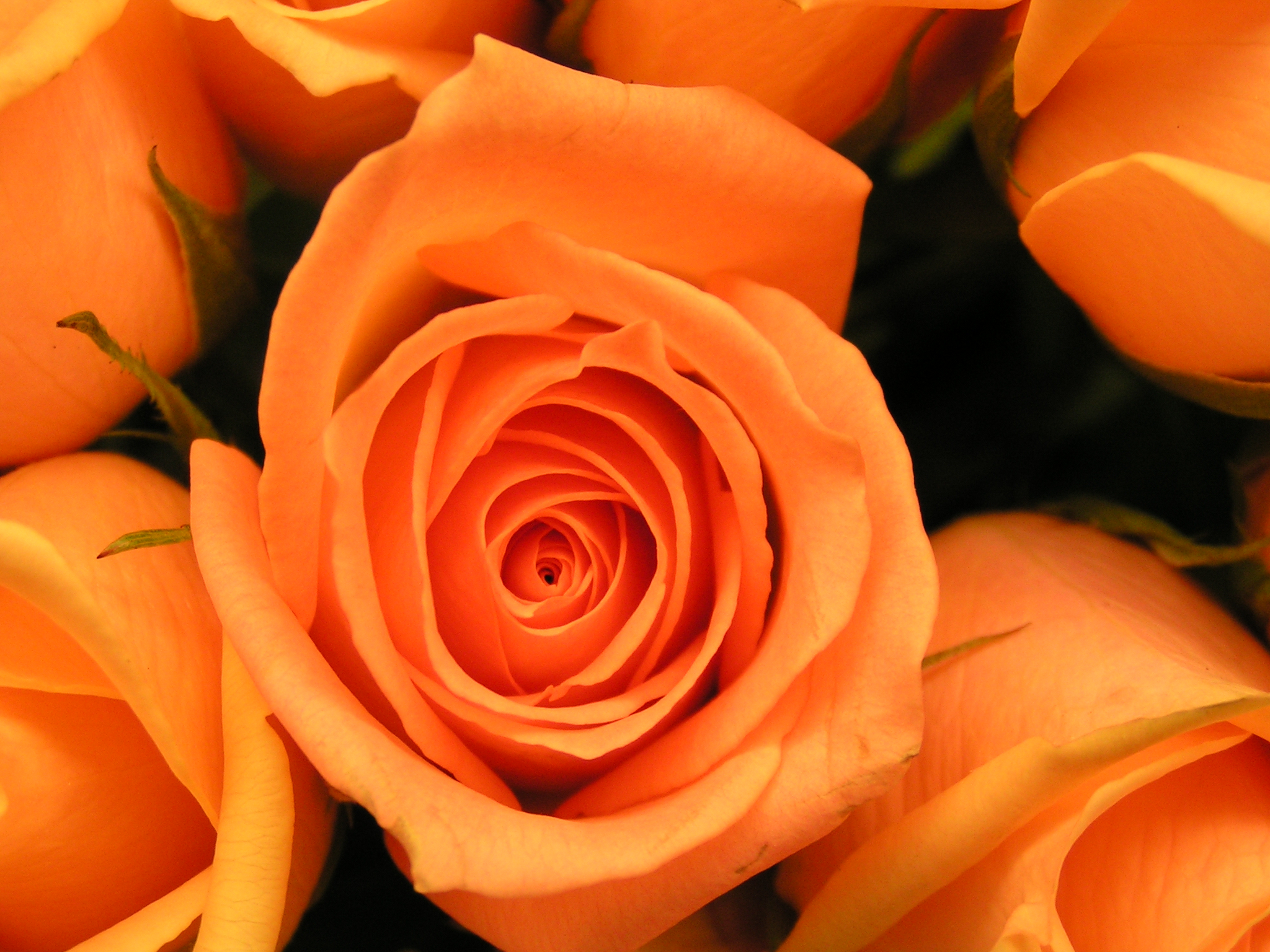 Alluring Orange Unique Rose Surprising What Is The Meaning And ...