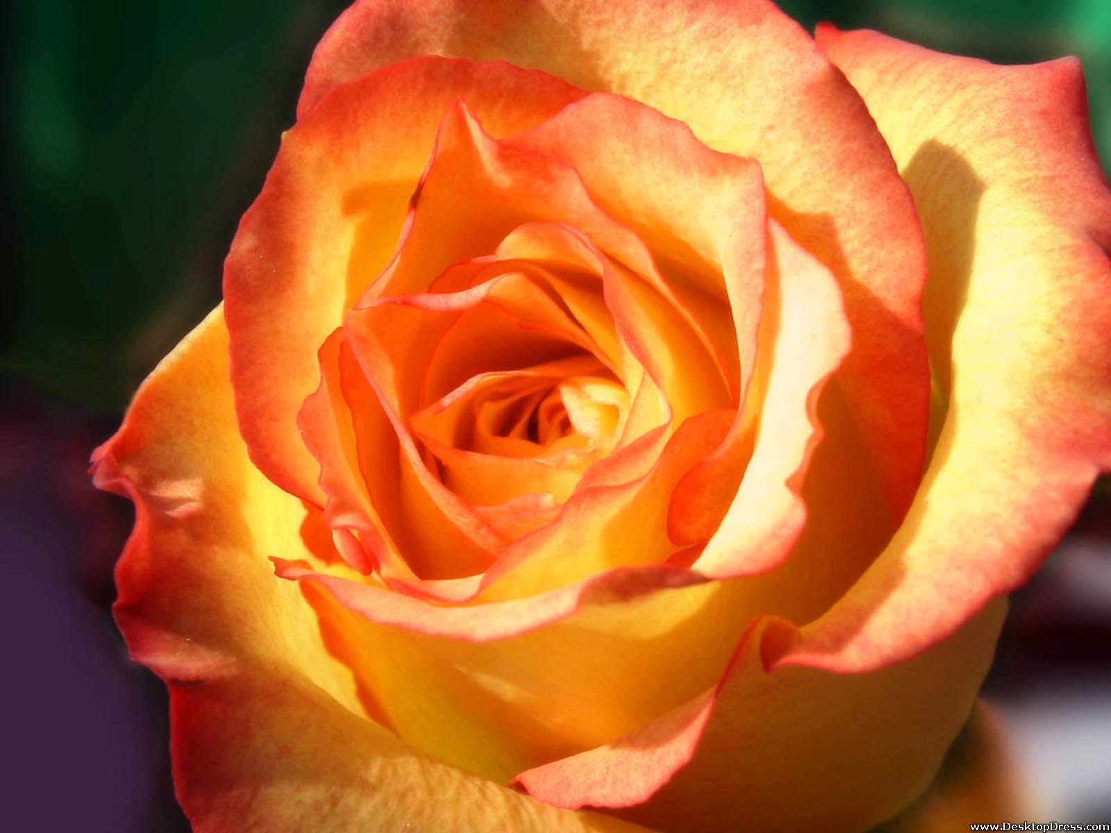 Desktop Wallpapers » Flowers Backgrounds » Yellow and Orange Rose ...