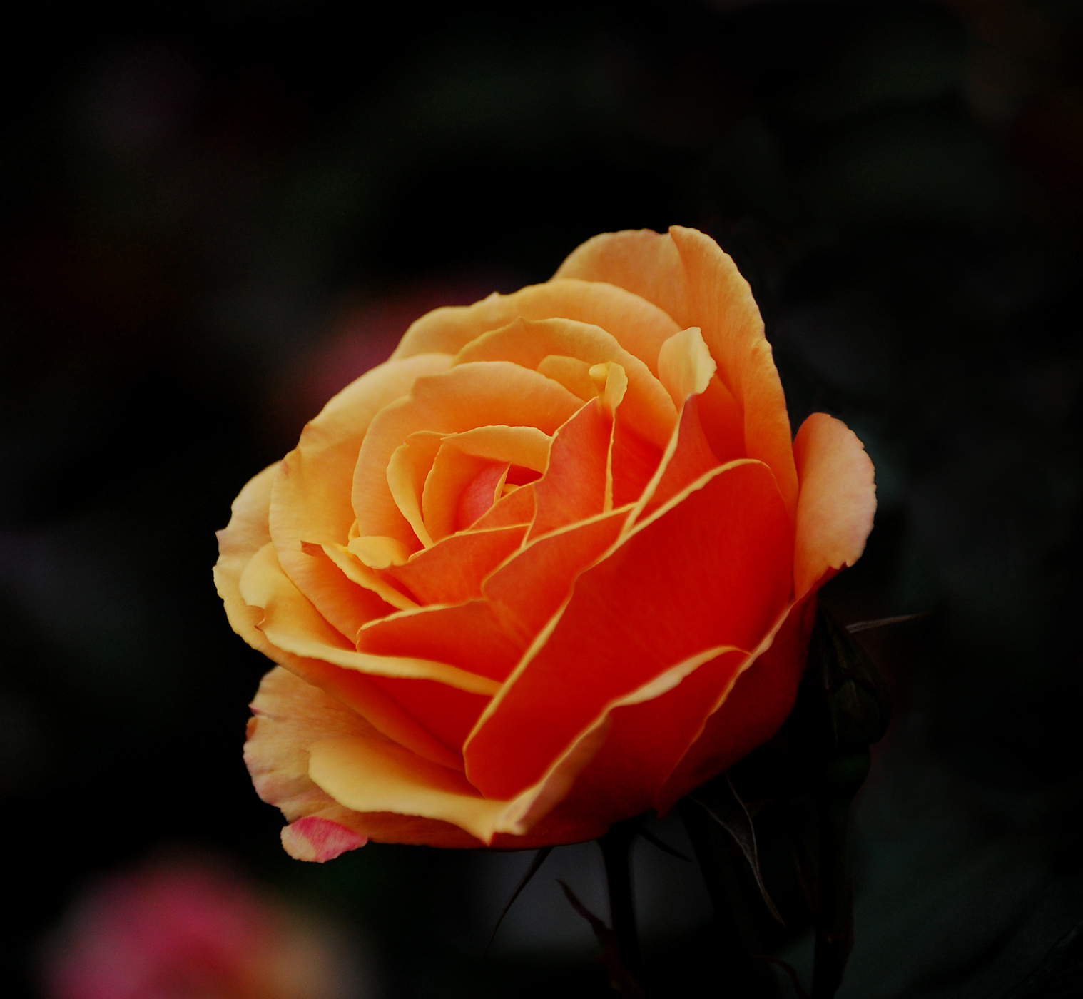 Orange Rose – WeNeedFun