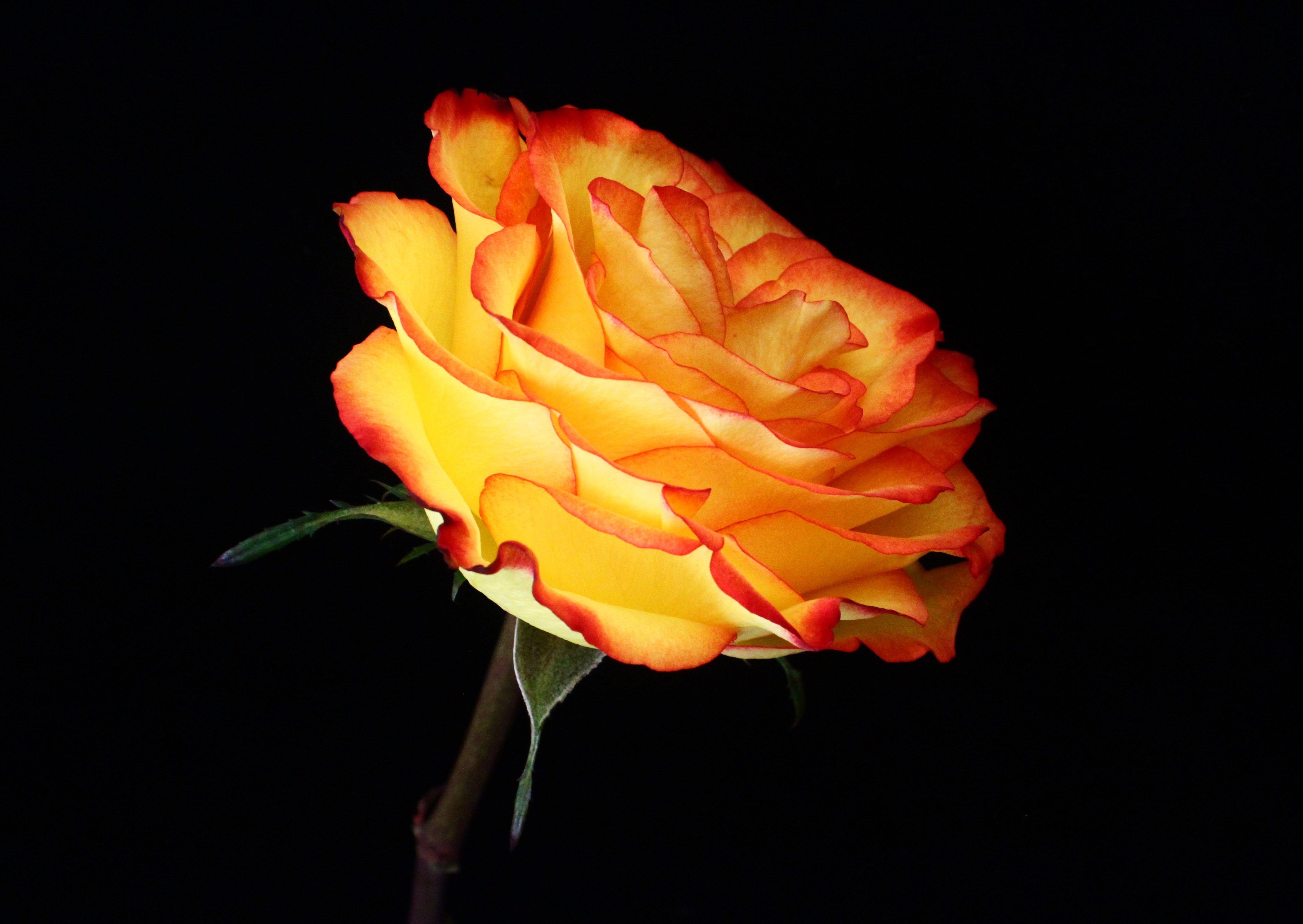 Yellow Orange Rose | Radiating Blossom ~ Flowers & Words