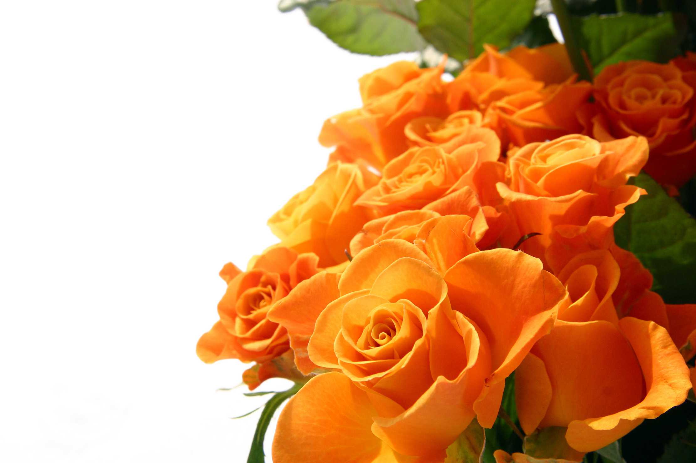 Desktop Of Is The Meaning And History Orange Roses Rose Wallpaper Hd ...