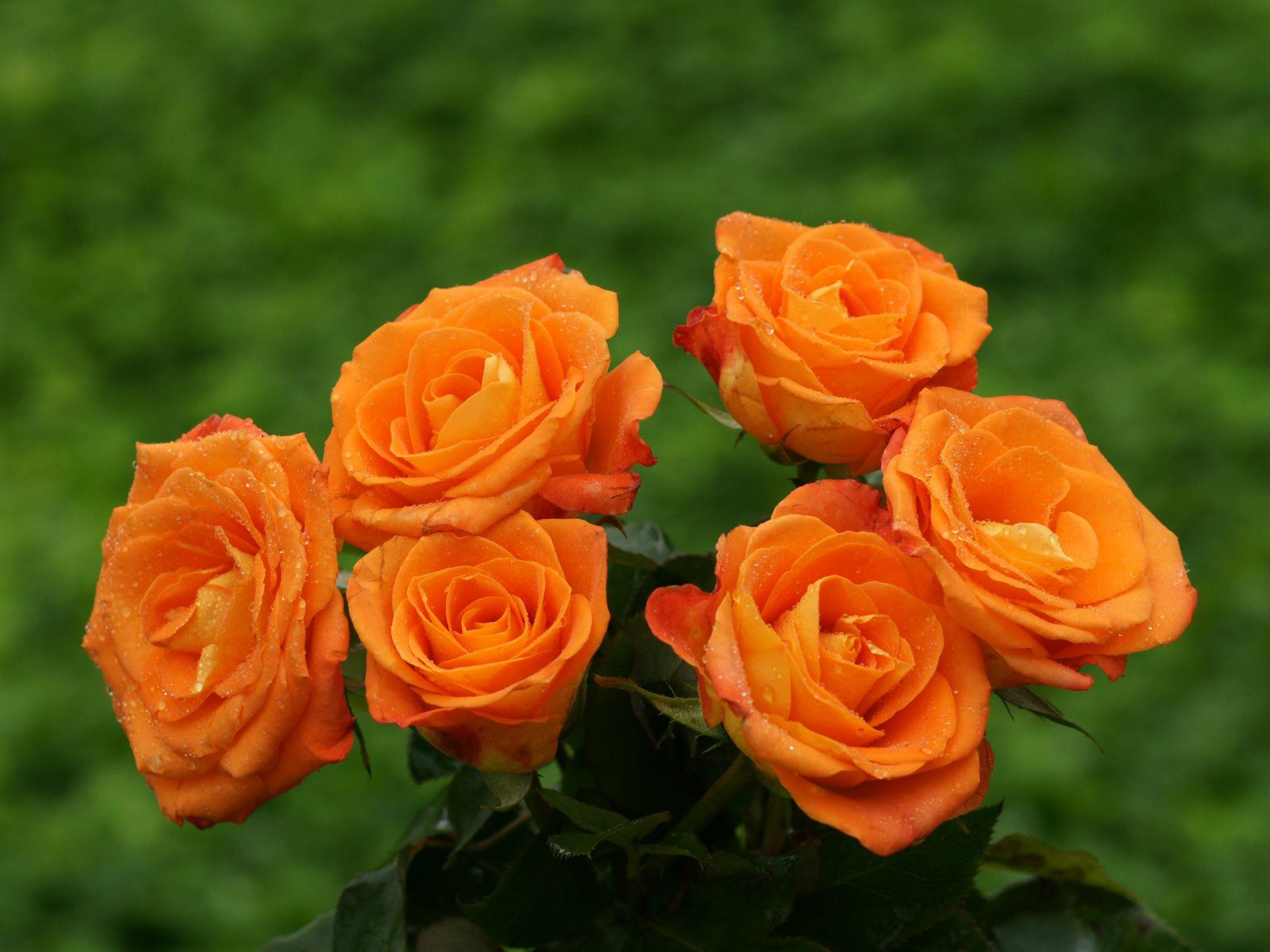 Most-Beautiful-Orange-Roses-HD-Wallpaper.jpg (1600×1200) | Flower ...