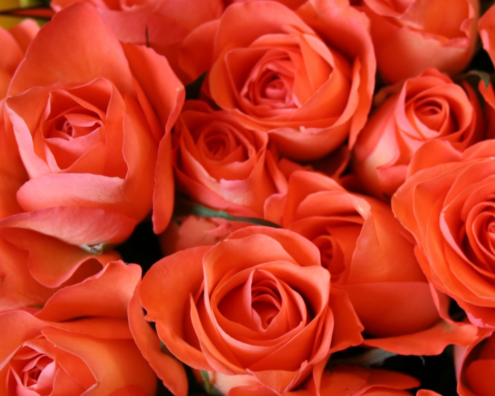 Orange Rose Live Wallpaper - YouTube