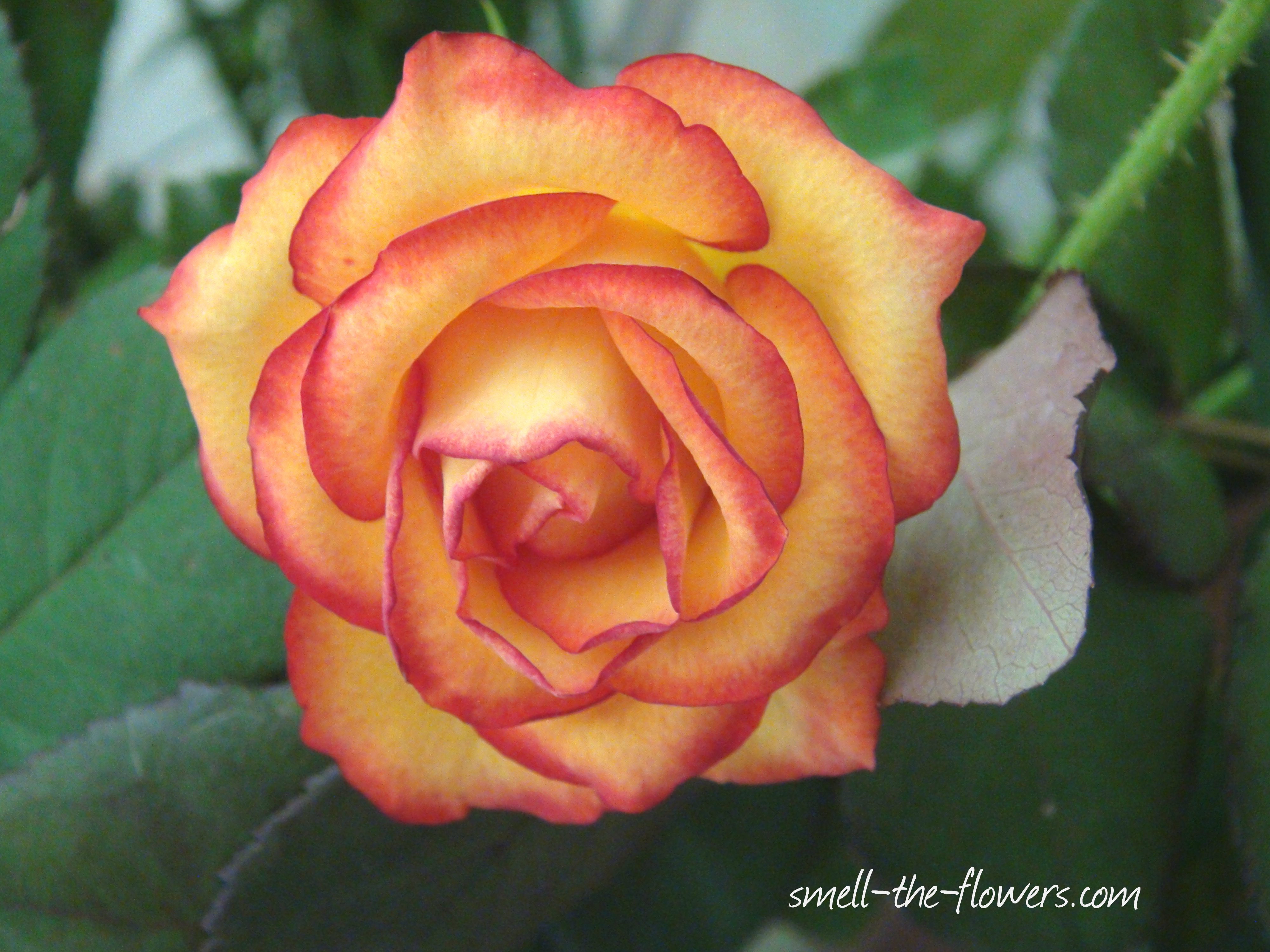 picture of roses | smell the flowers blog