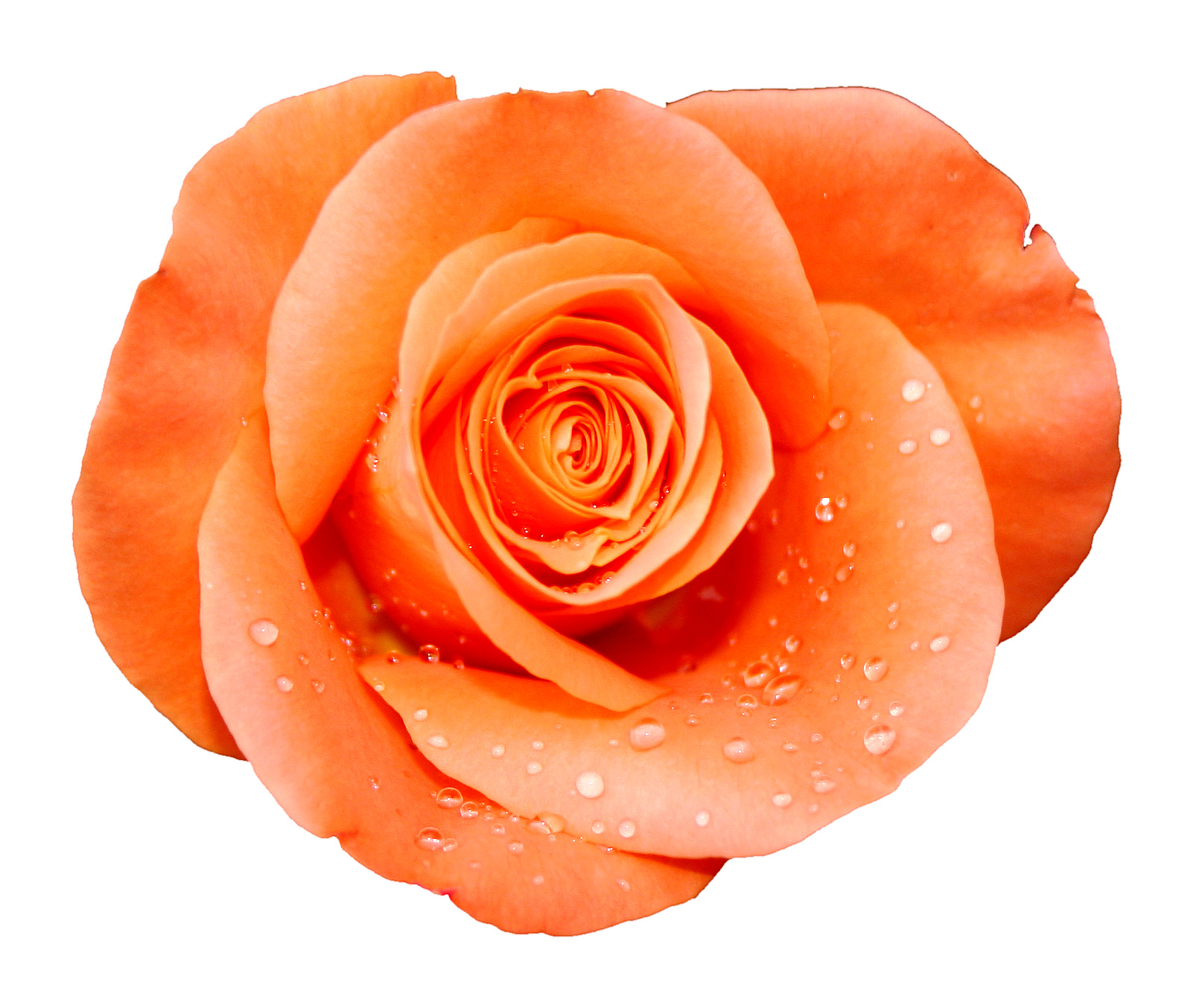 File:Orange rose extracted.jpg - Wikimedia Commons