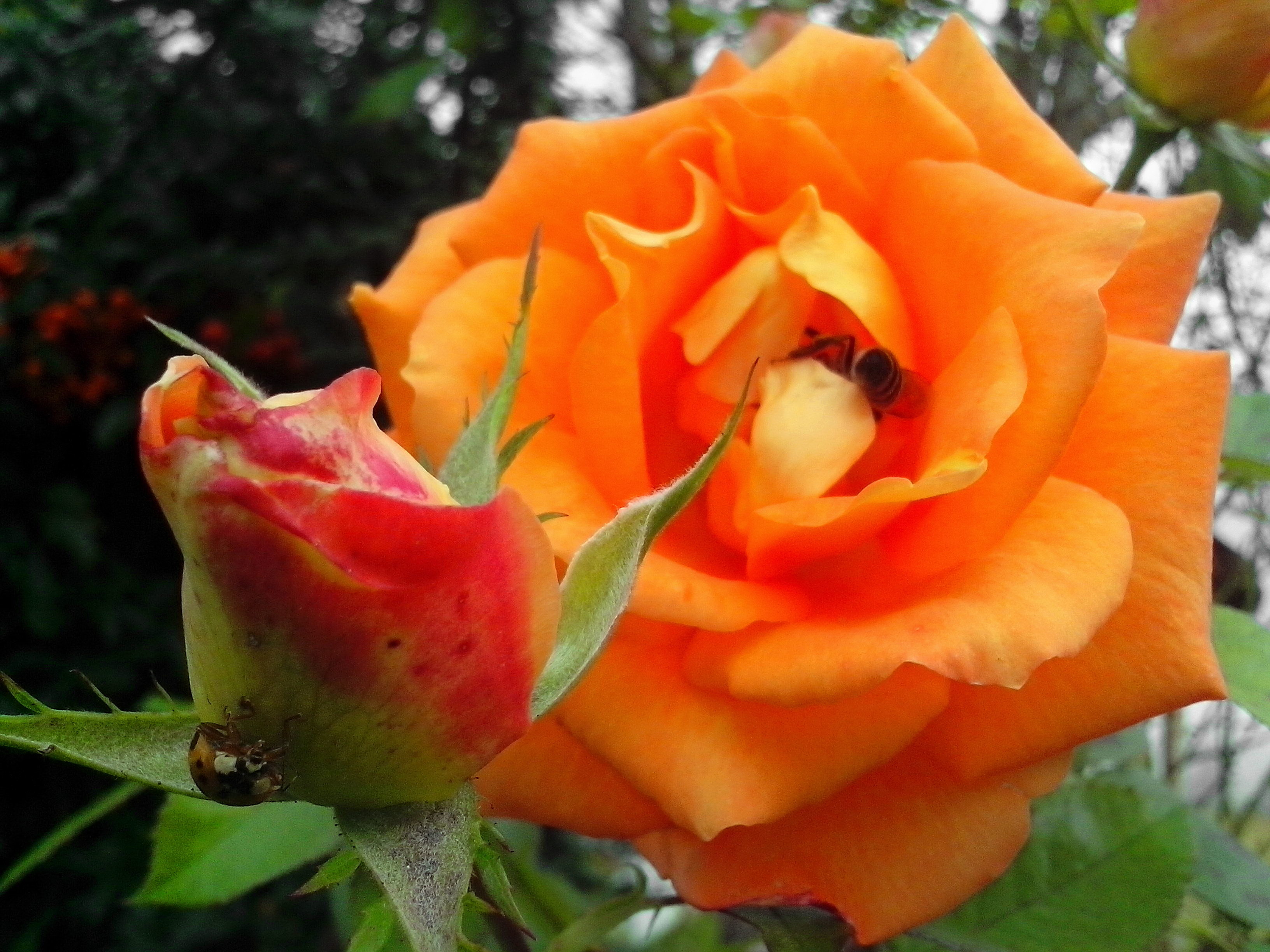 Free picture: orange roses, bud flower, insect, pollination, pollen