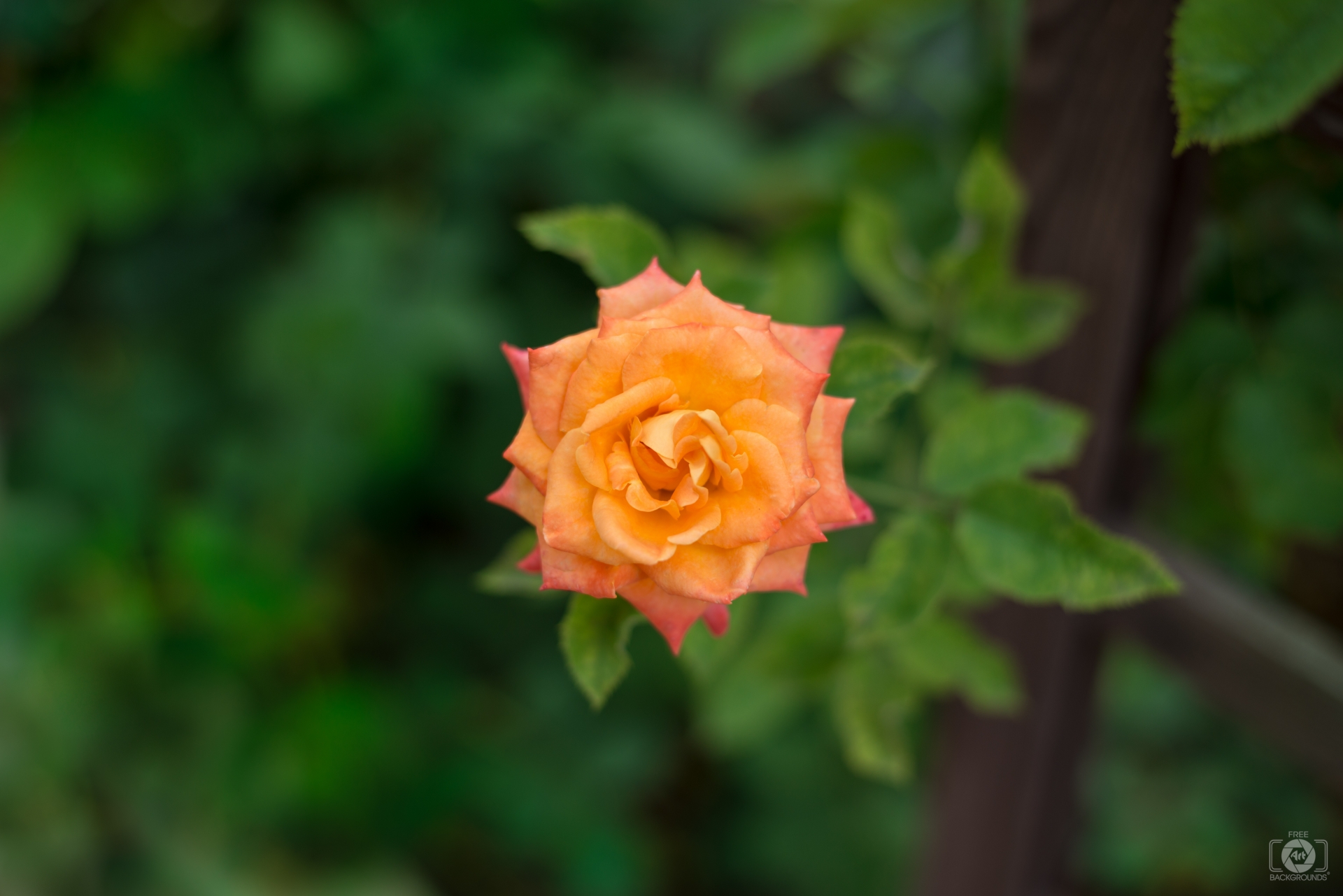 Beautiful Orange Rose Background - High-quality Free Backgrounds