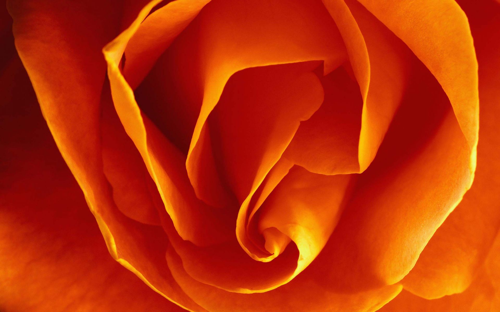 Orange Rose Closeup | HD Flowers Wallpapers for Mobile and Desktop