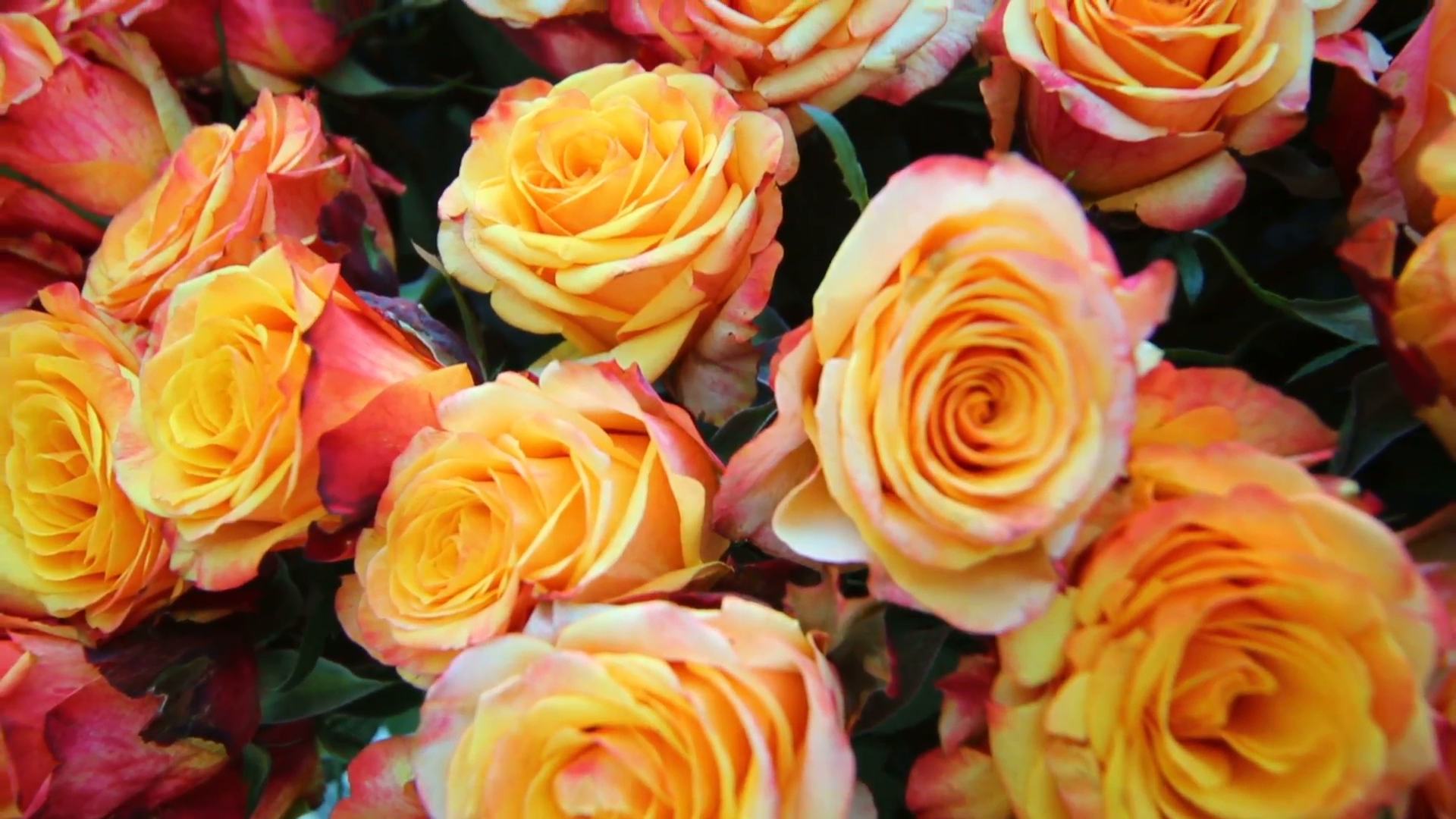 Close-up bright bunch of freshly cut beautiful orange roses Stock ...