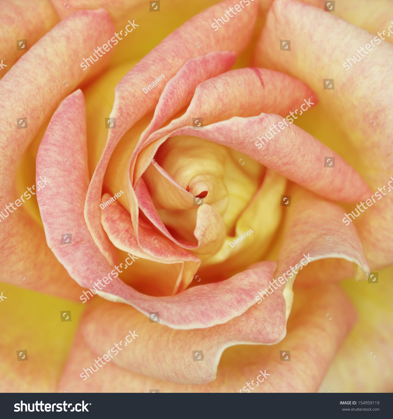 Orange Rose Closeup Romantic Background Stock Photo (100% Legal ...