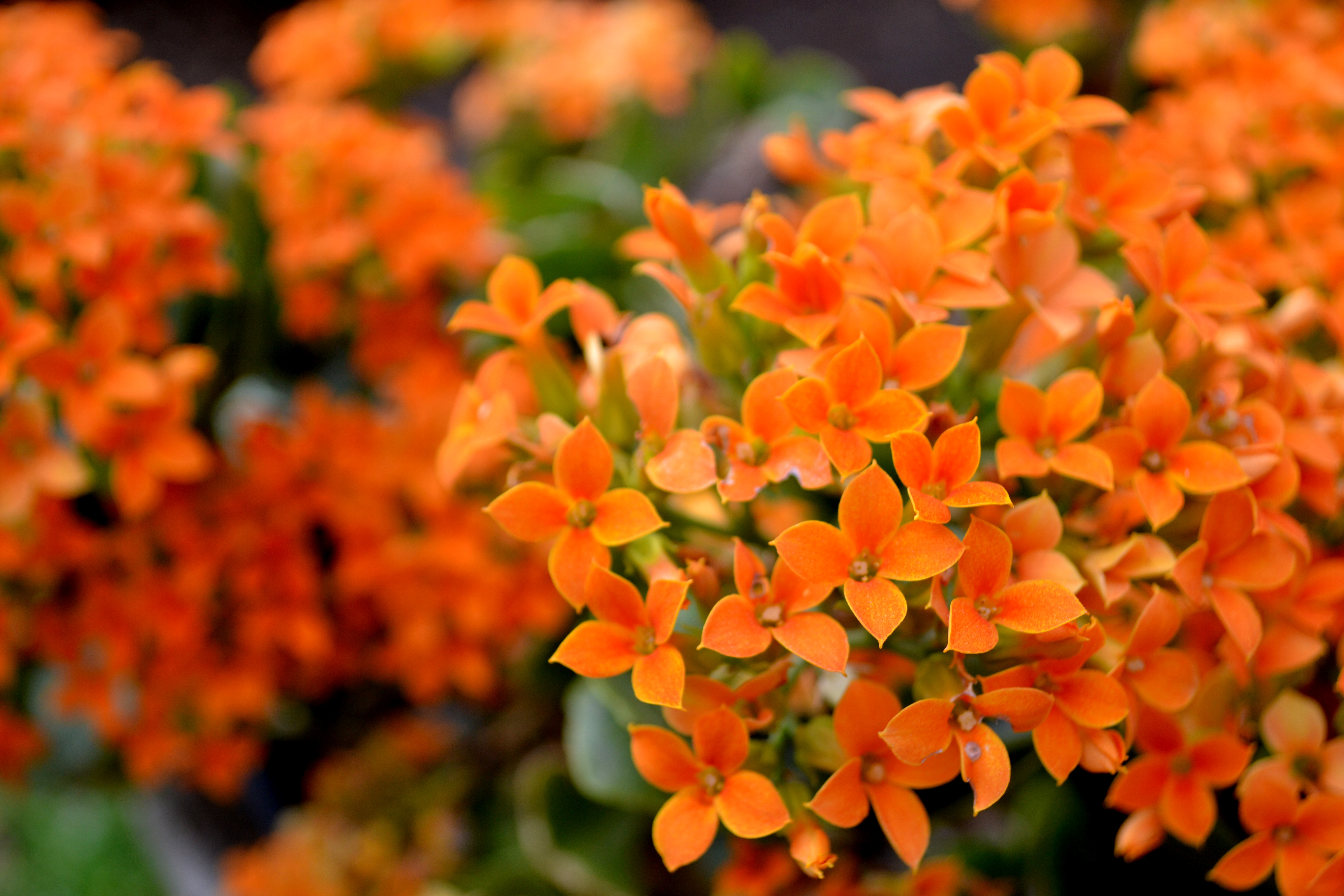 Orange spring flower photo