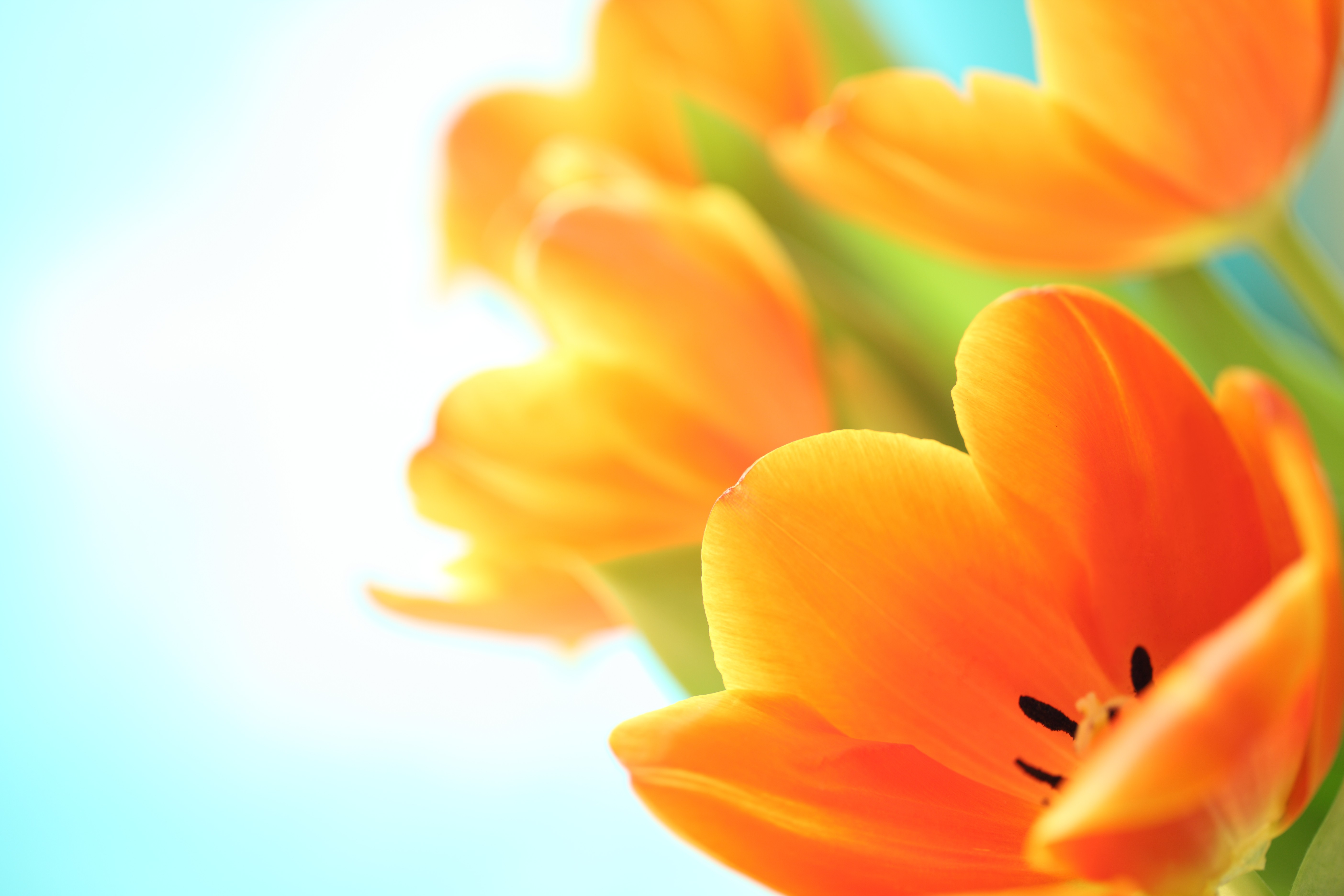 Flowers: Tulips Flowers Orange Spring Wallpaper Flower Hd for HD 16 ...