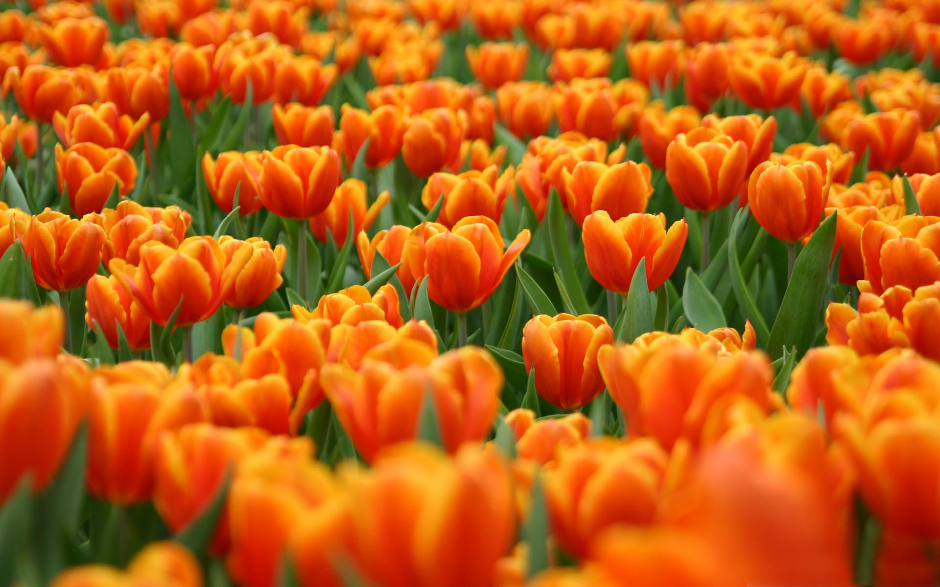 Orange Tulips Spring Flower Free Wallpaper 1200x1920 - Cool PC ...