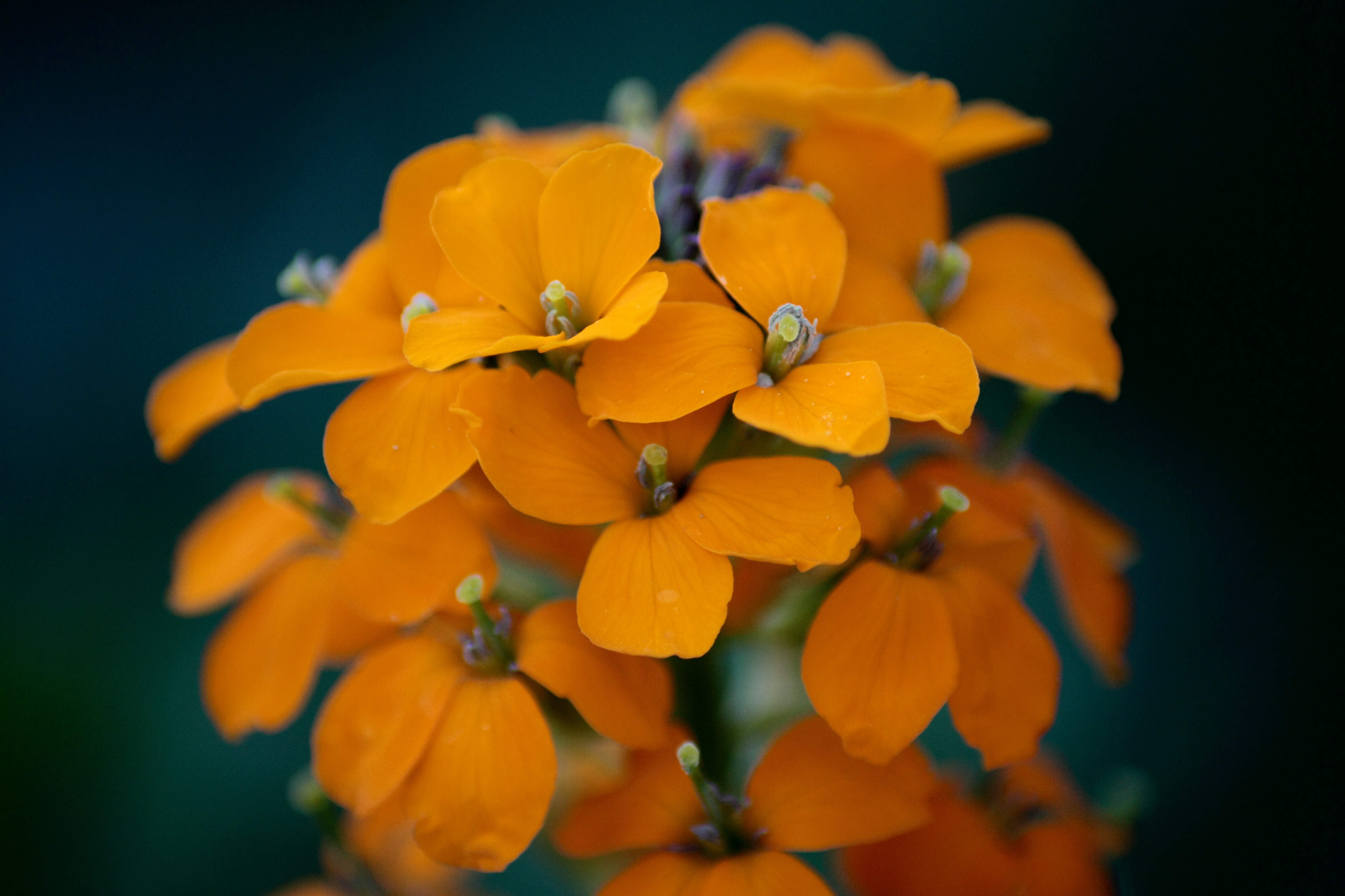 Spring Orange Wildflowers | Flowers| Free Nature Pictures by ...