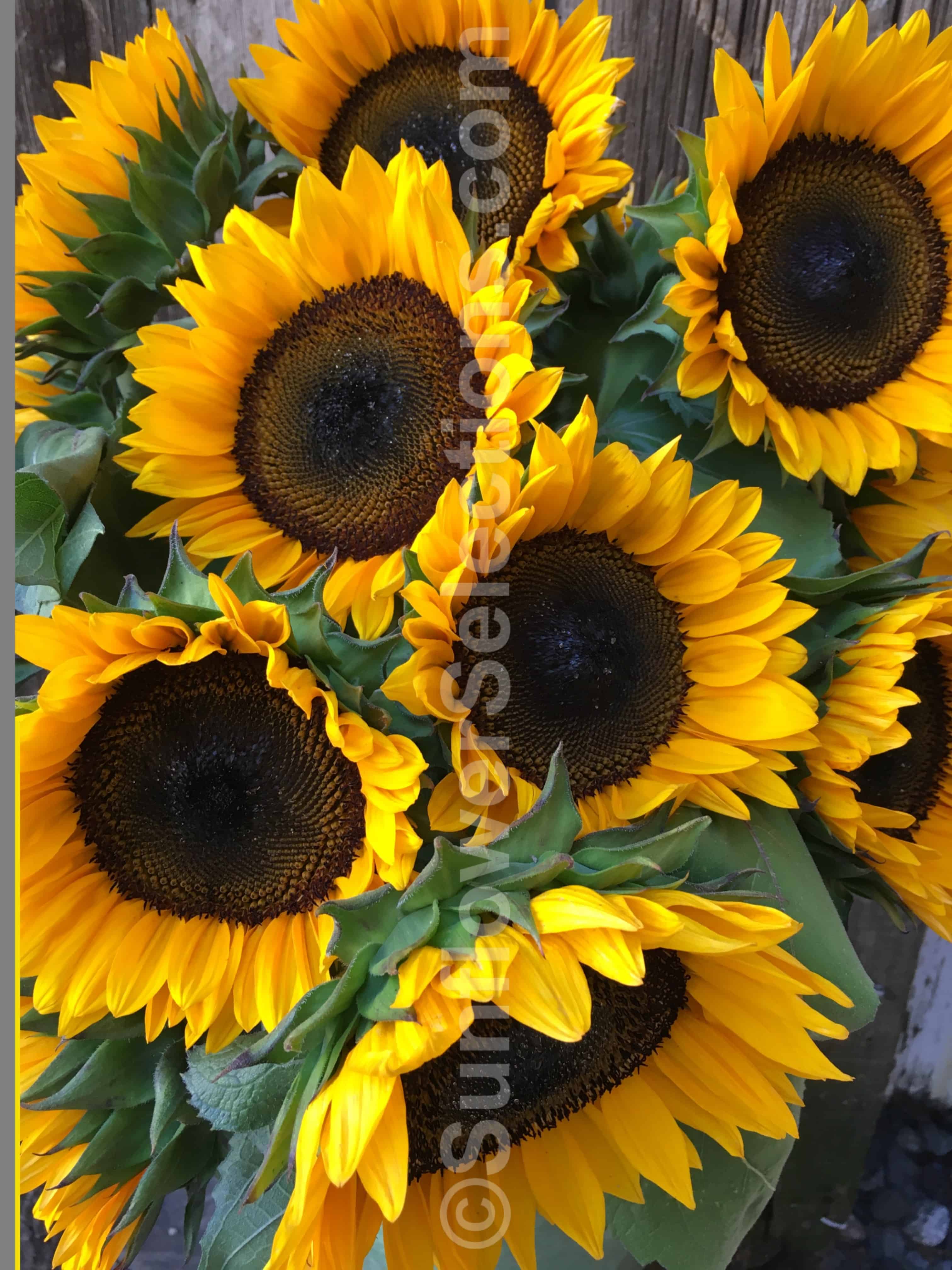 ProCut® Orange Excel - NEW FOR 2018 Sunflowers - SunflowerSelections.com