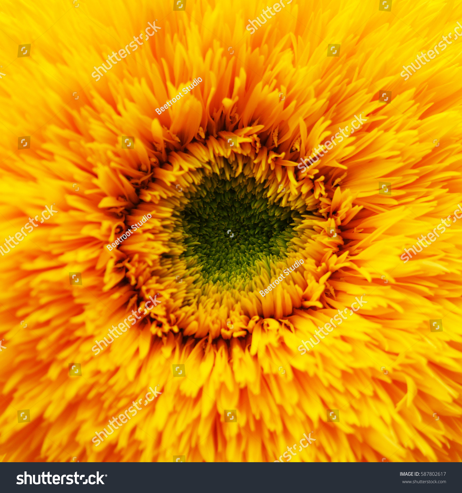 Wild Sunflower Macro Orange Sunflower Close Stock Photo 587802617 ...