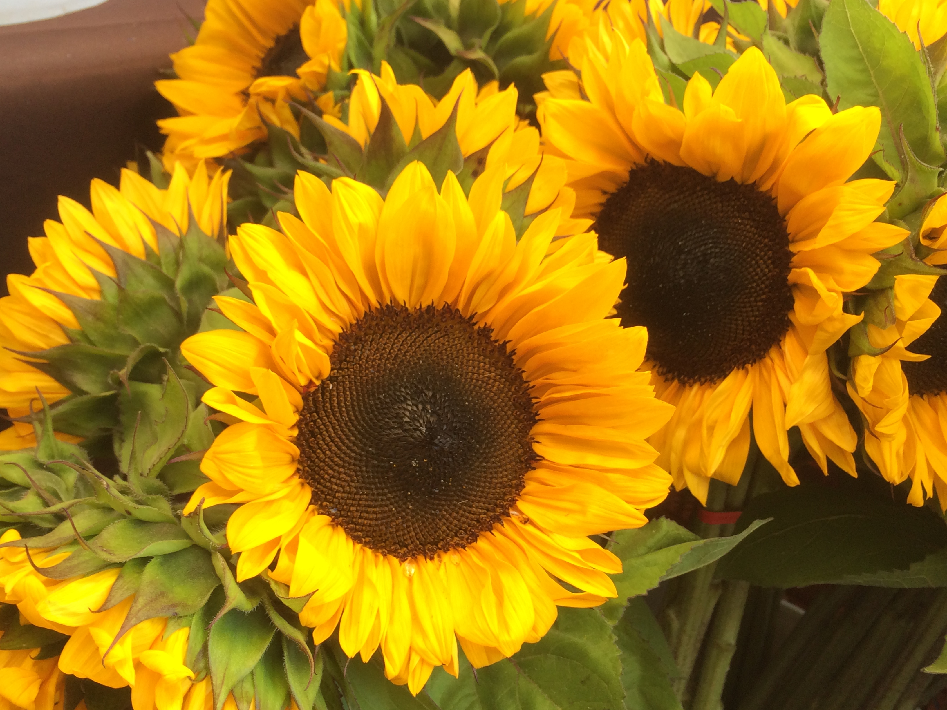 ProCut® Orange DMR Sunflowers - Select Sunflowers