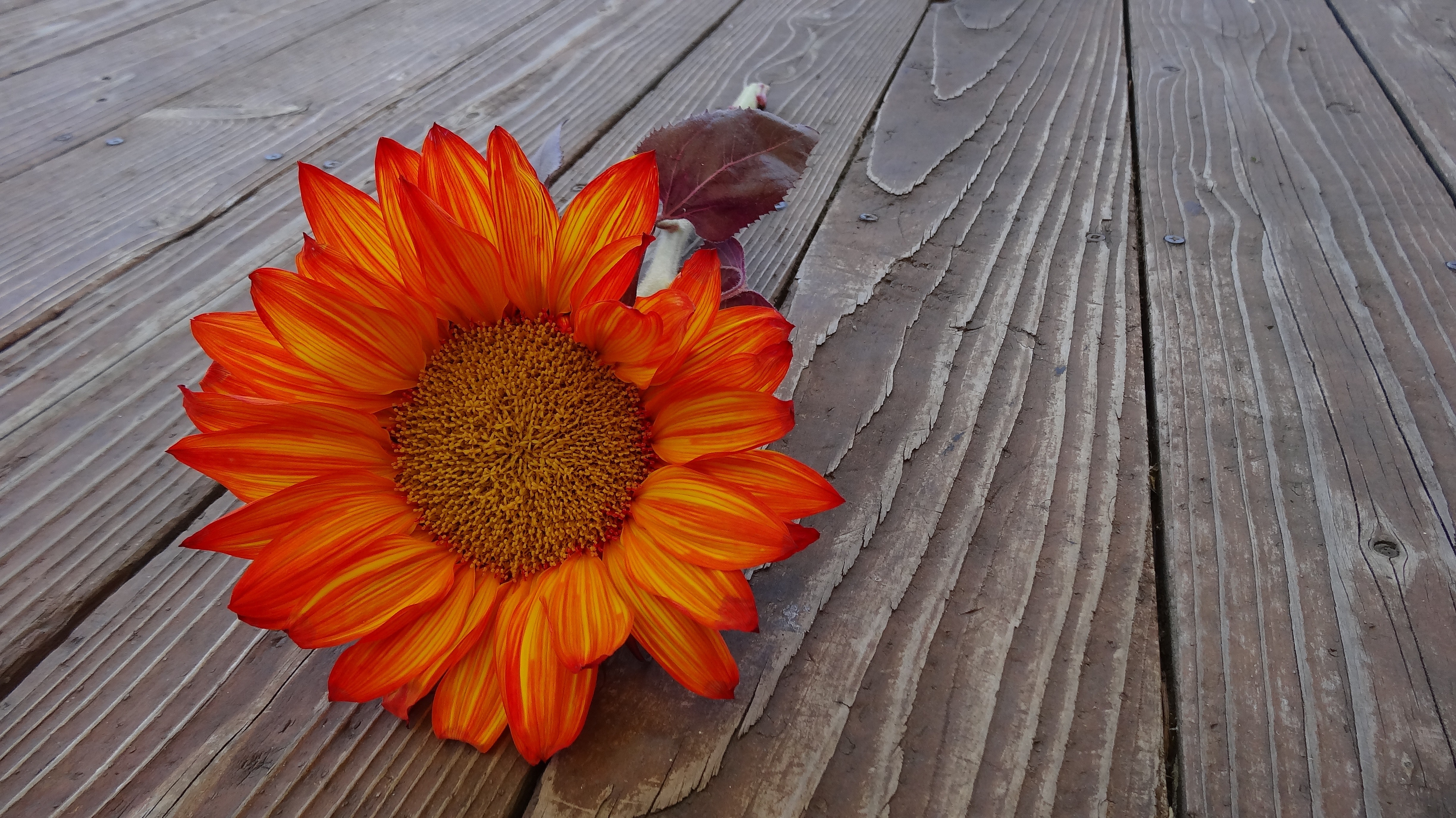 Orange sunflower photo