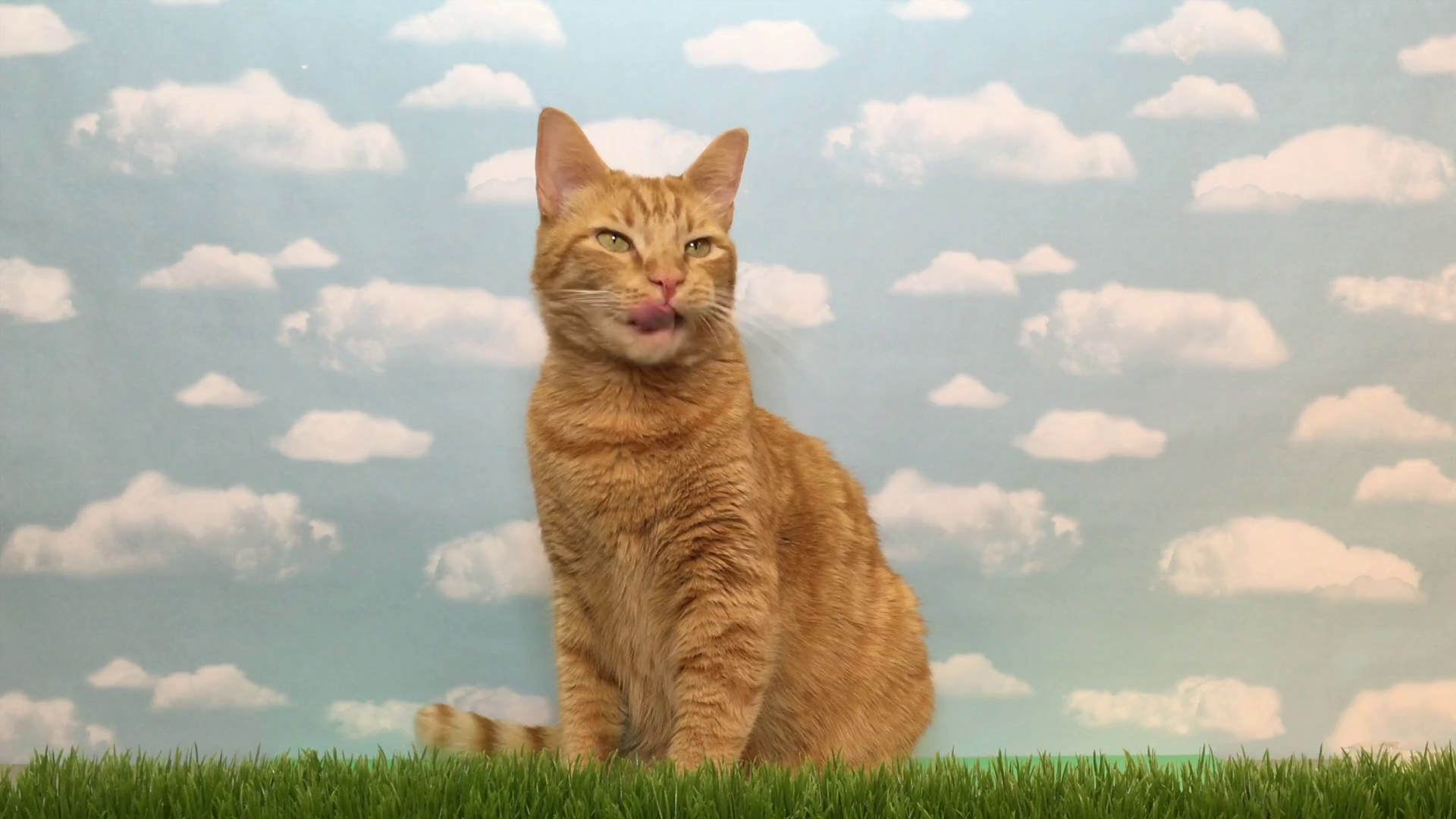 4K HD Video of an Orange tabby cat sitting in fake grass with fake ...