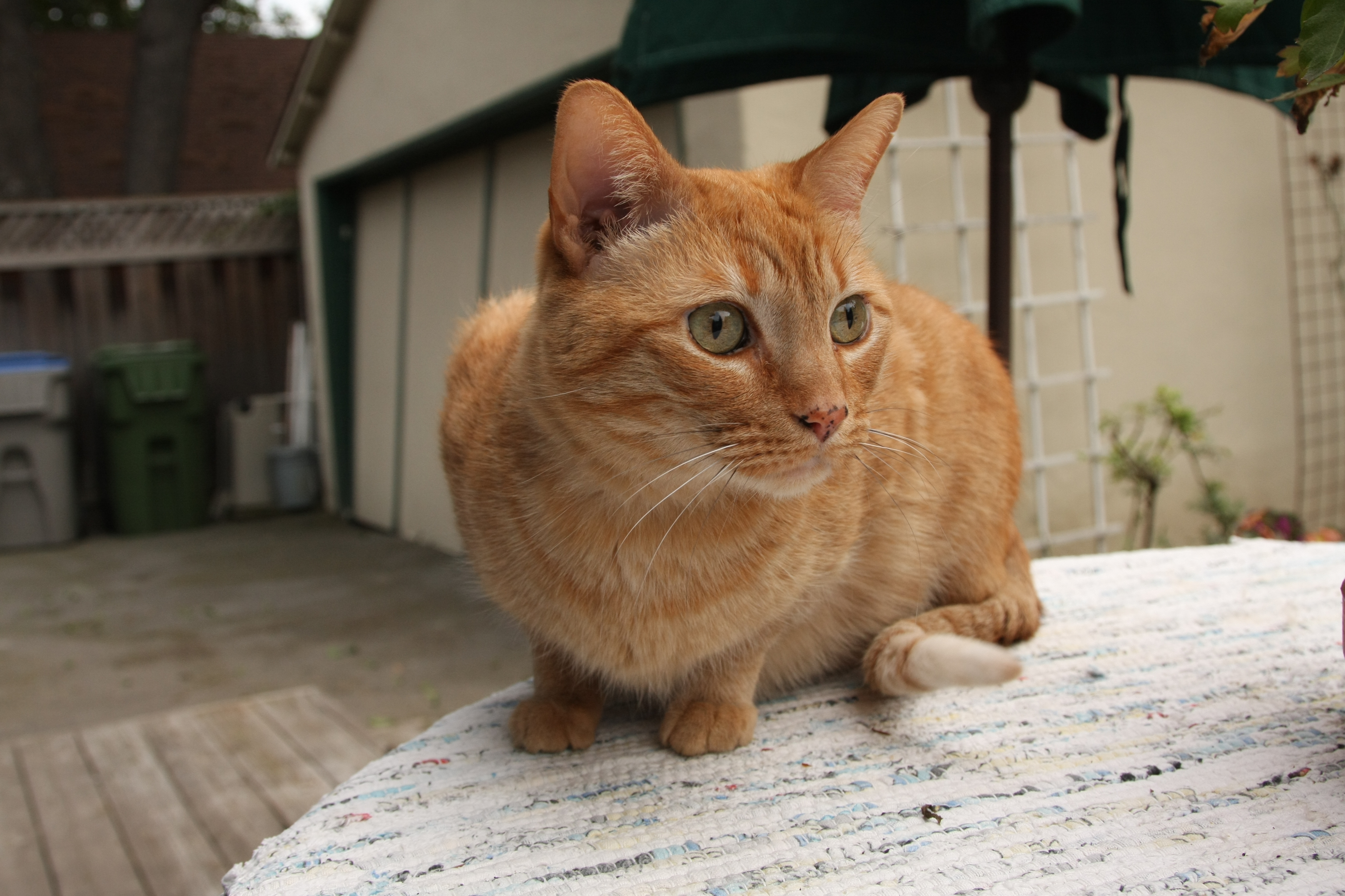 File:Orange Tabby Cat.jpg - Wikimedia Commons