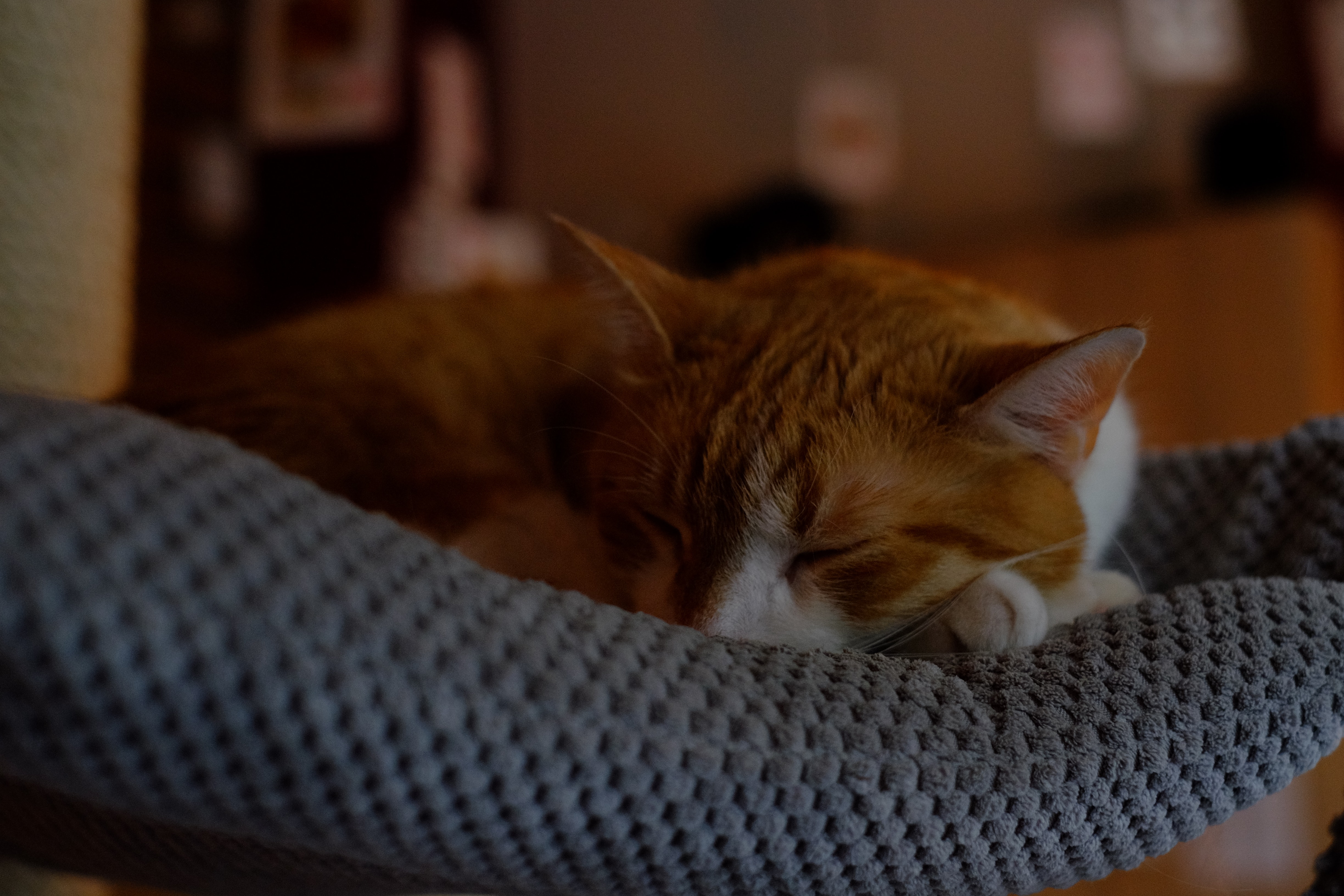 Orange tabby cat sleeping on gray textile photo