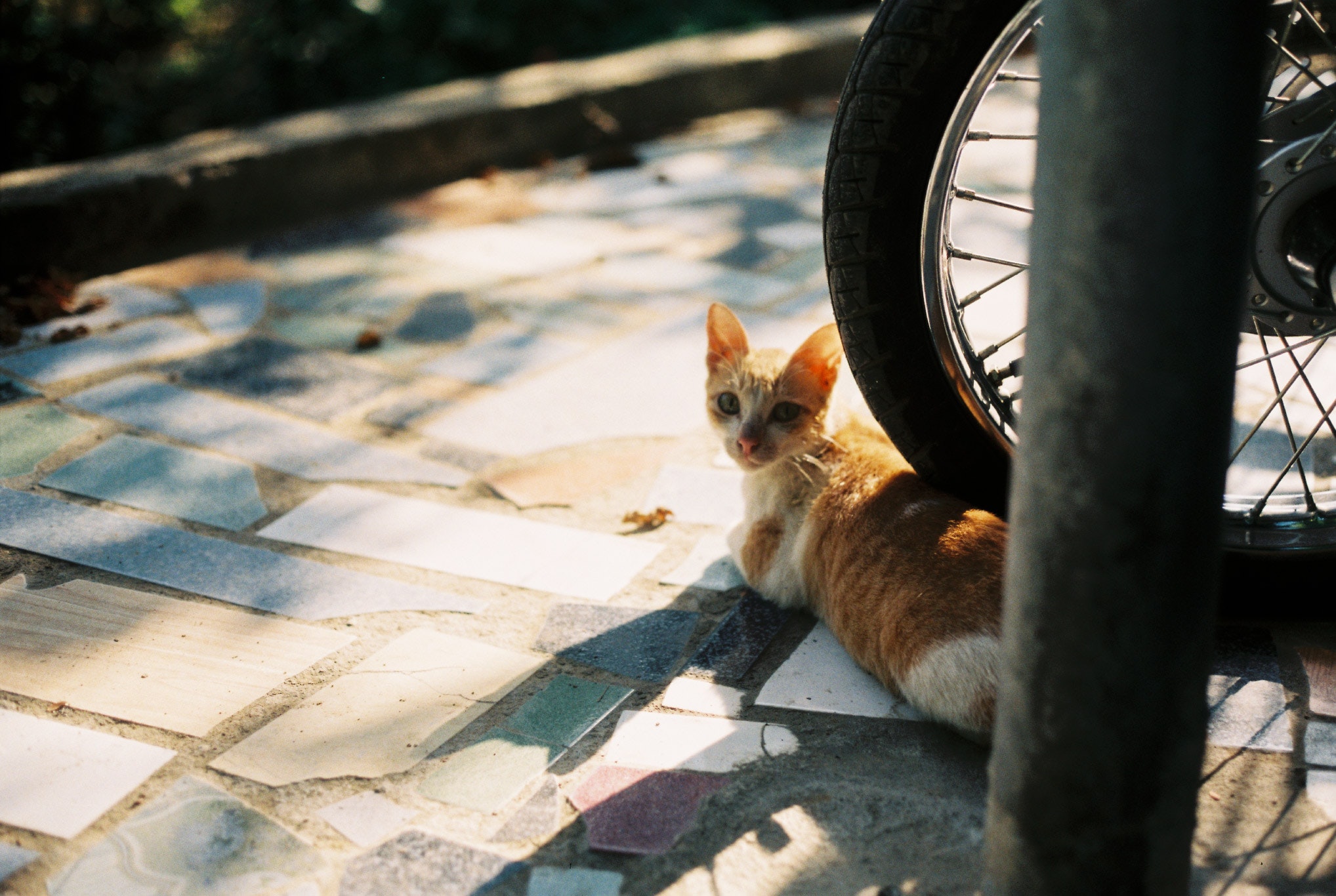 Orange tabby kitten on motorcycle wheel photo