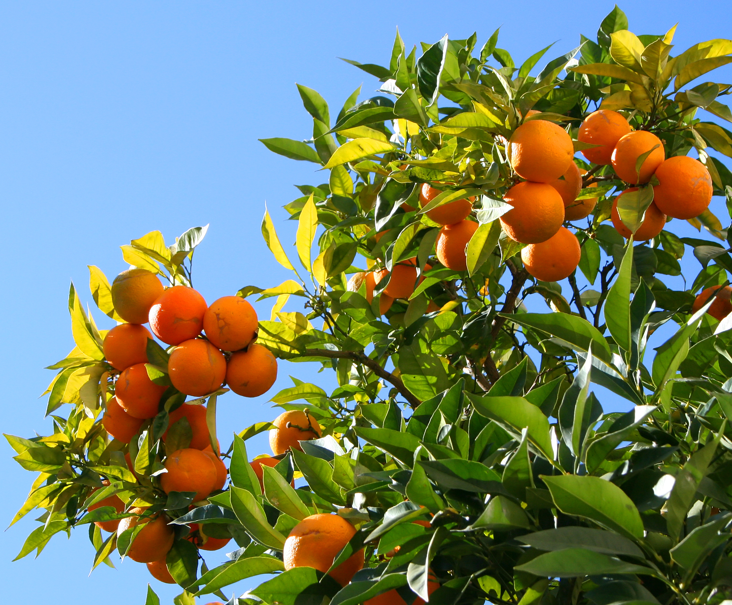 Orange tree photo