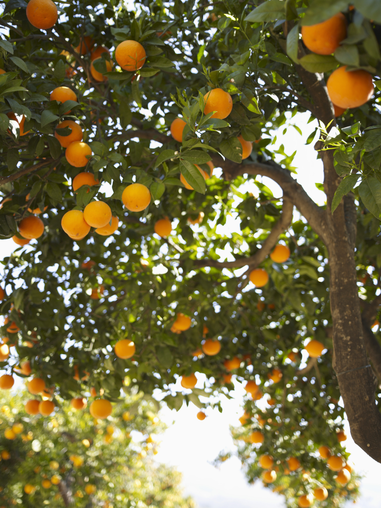 How to Water and Fertilize Orange Trees | Home Guides | SF Gate