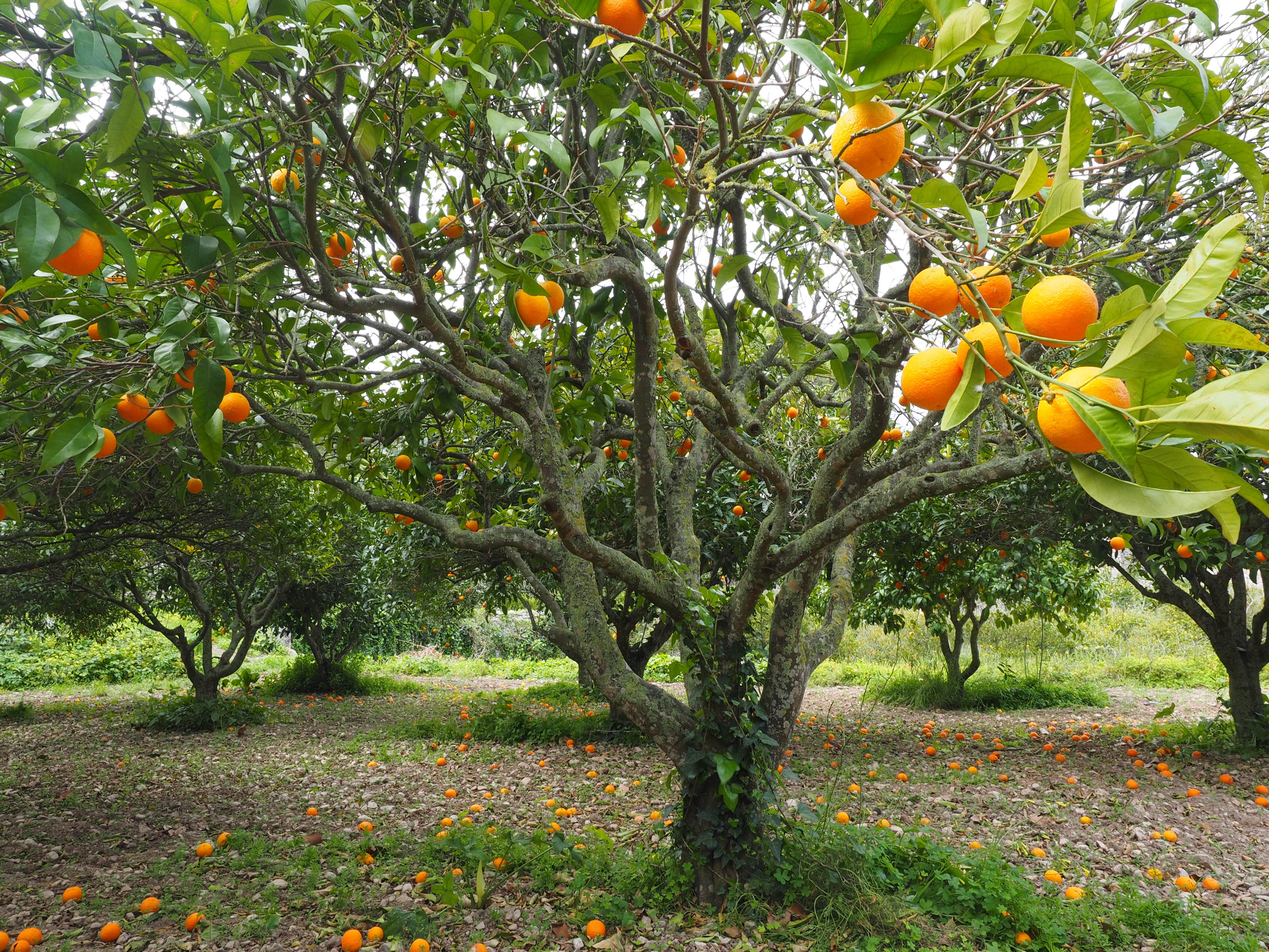 File:Orange-tree-1117423.jpg - Wikimedia Commons