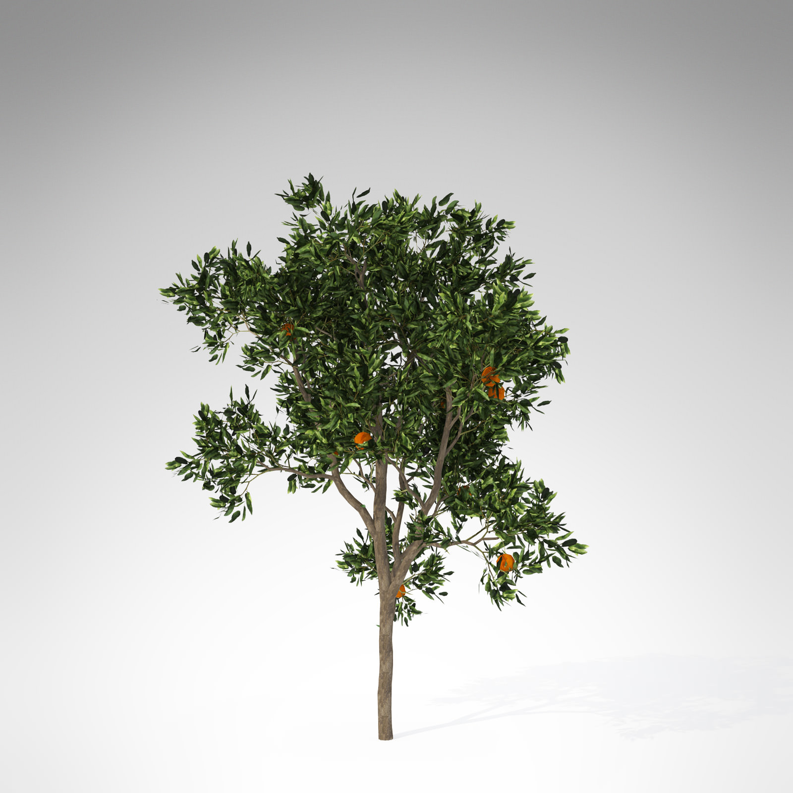 3D model XfrogPlants Sweet Orange Tree | CGTrader
