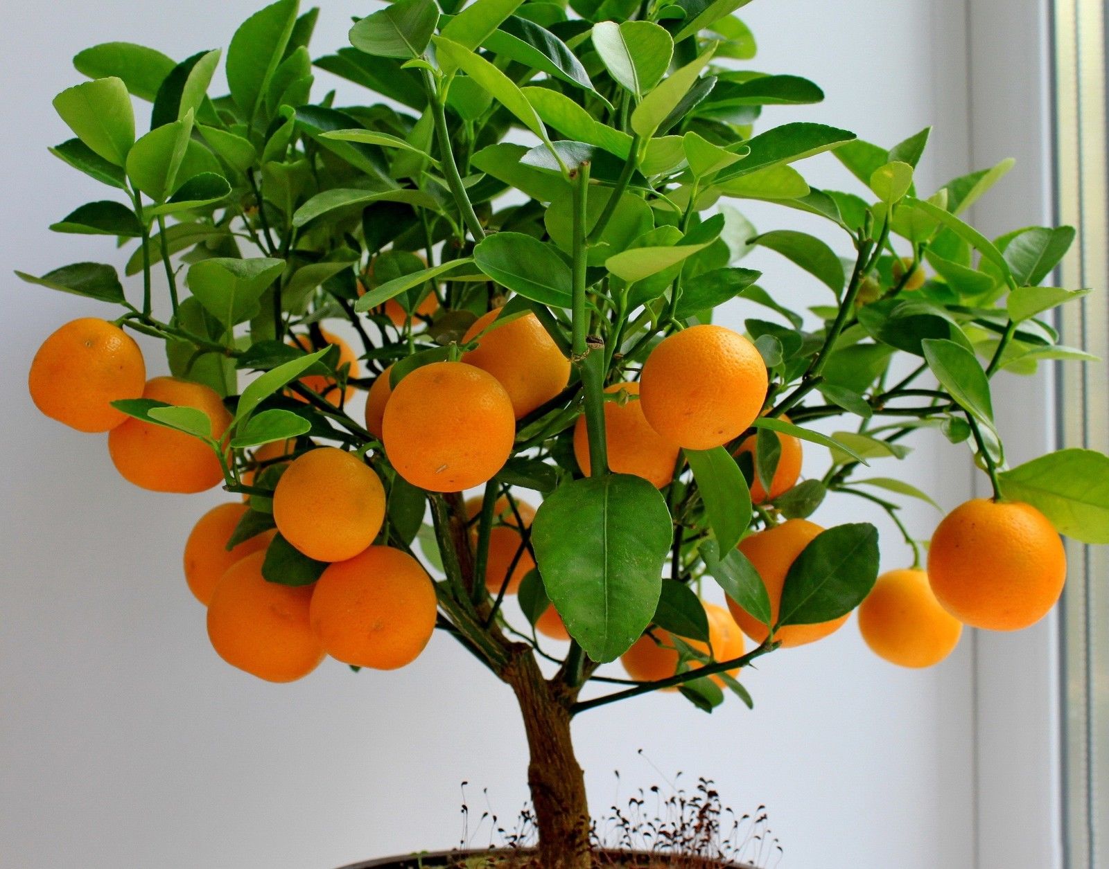 20 Edible Orange Fruit Tree Fresh Seeds, Home Bonsai Citrus Orange ...