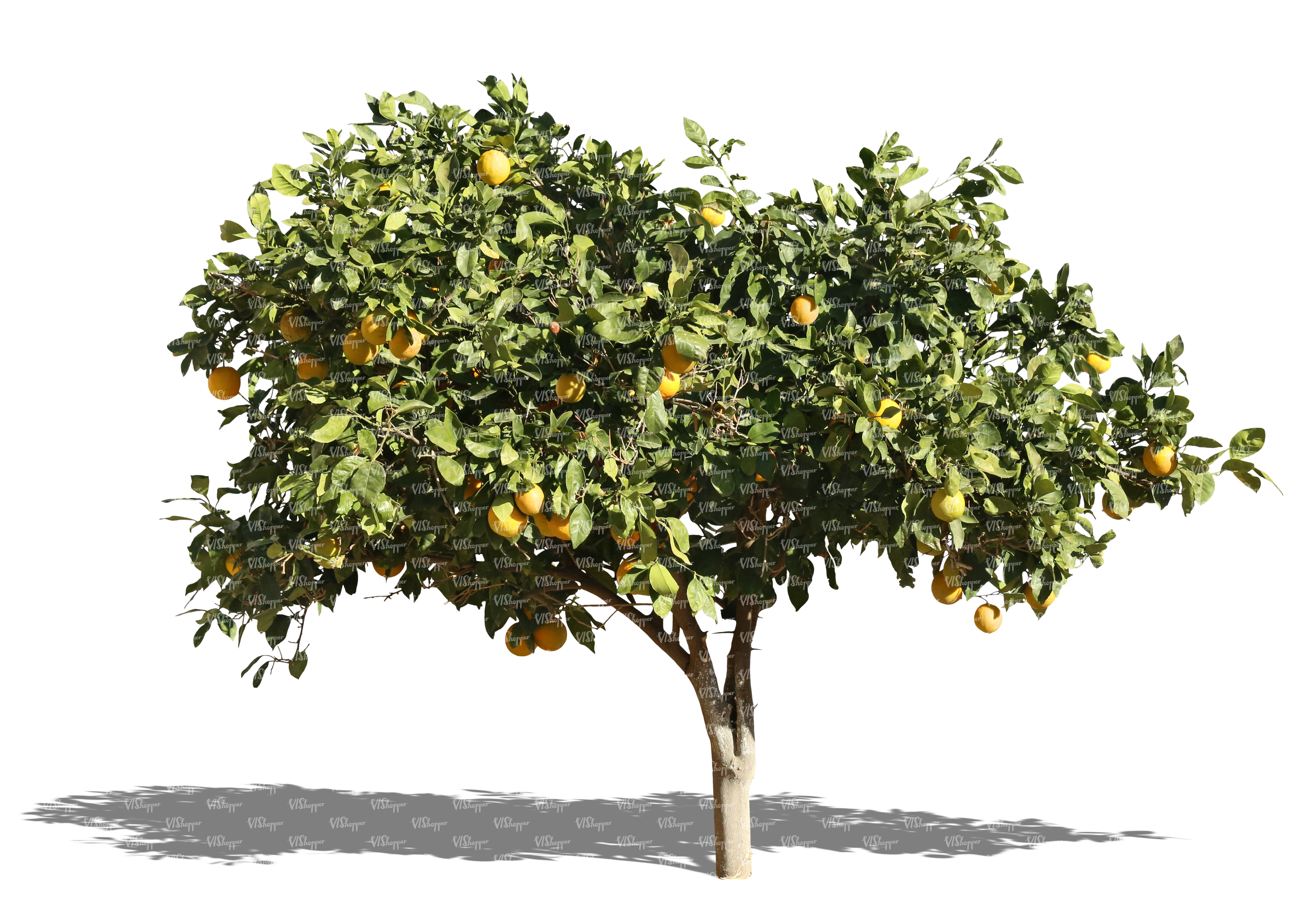 cut out orange tree with fruits - cut out trees and plants - VIShopper