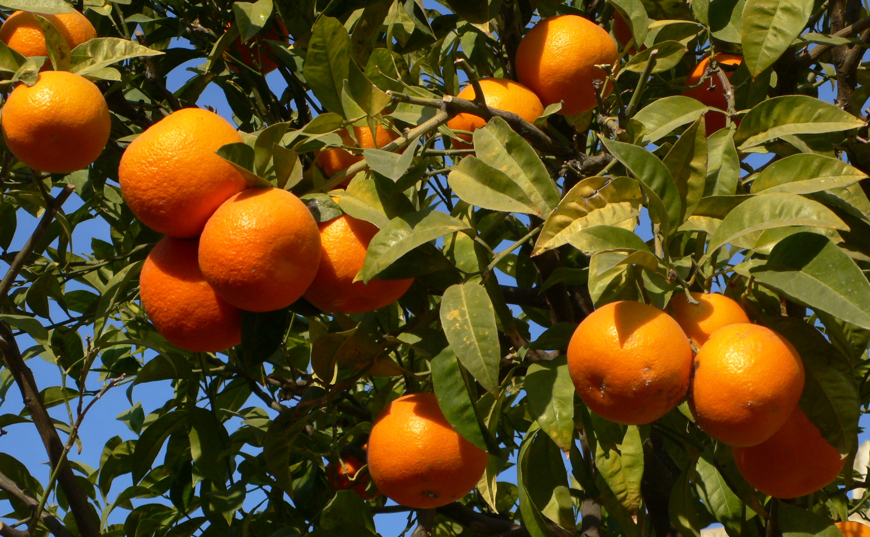 4-foot Orange or Mandarin Tree - The GODS CHILD Project