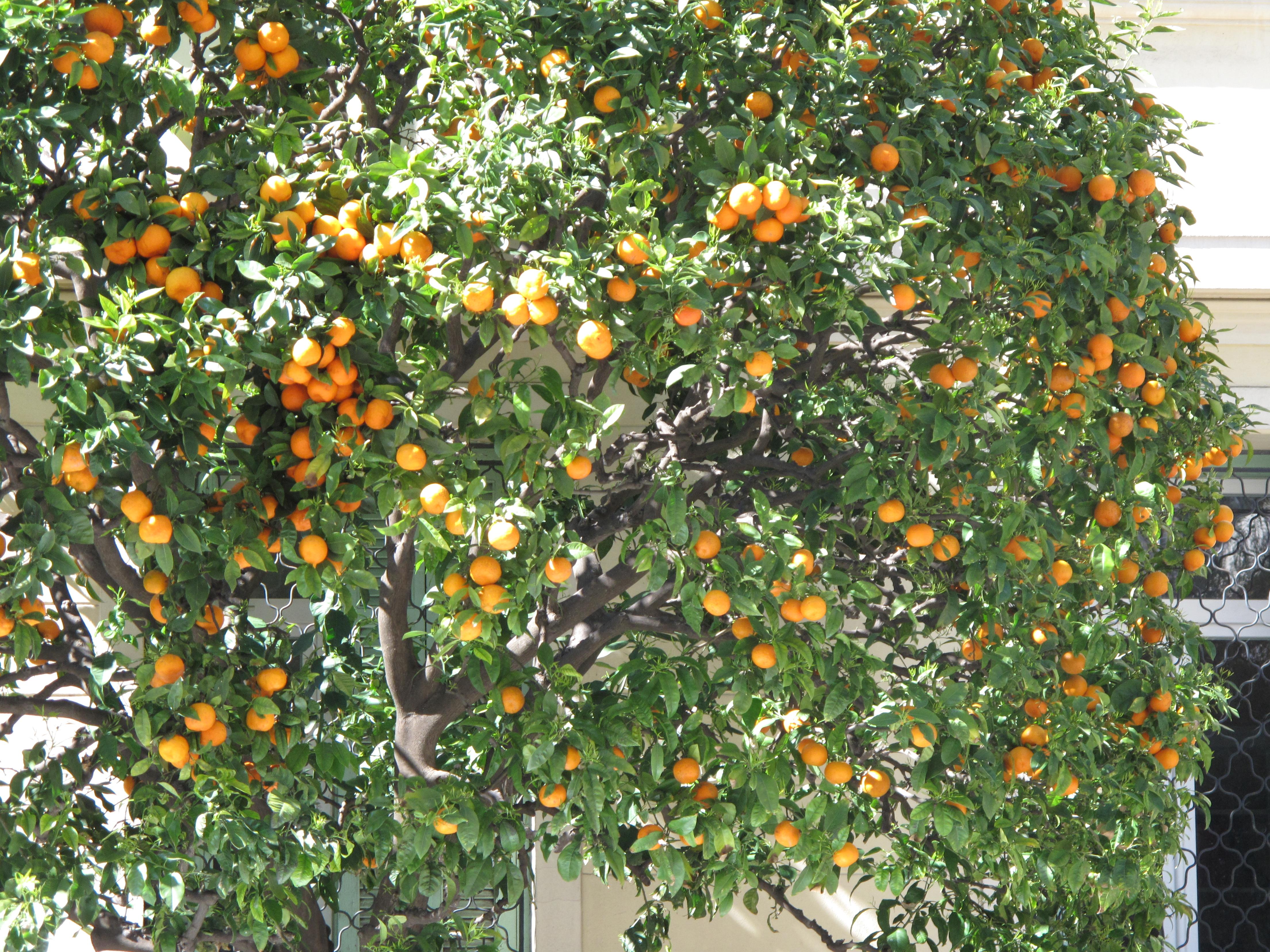 File:Orange tree in Menton.jpg - Wikimedia Commons