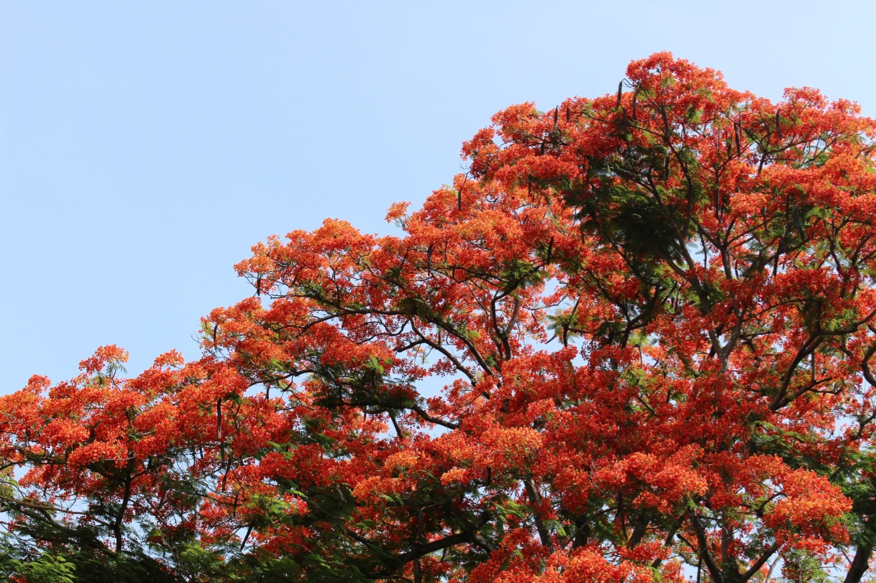 Orange tropical blossom tree photo