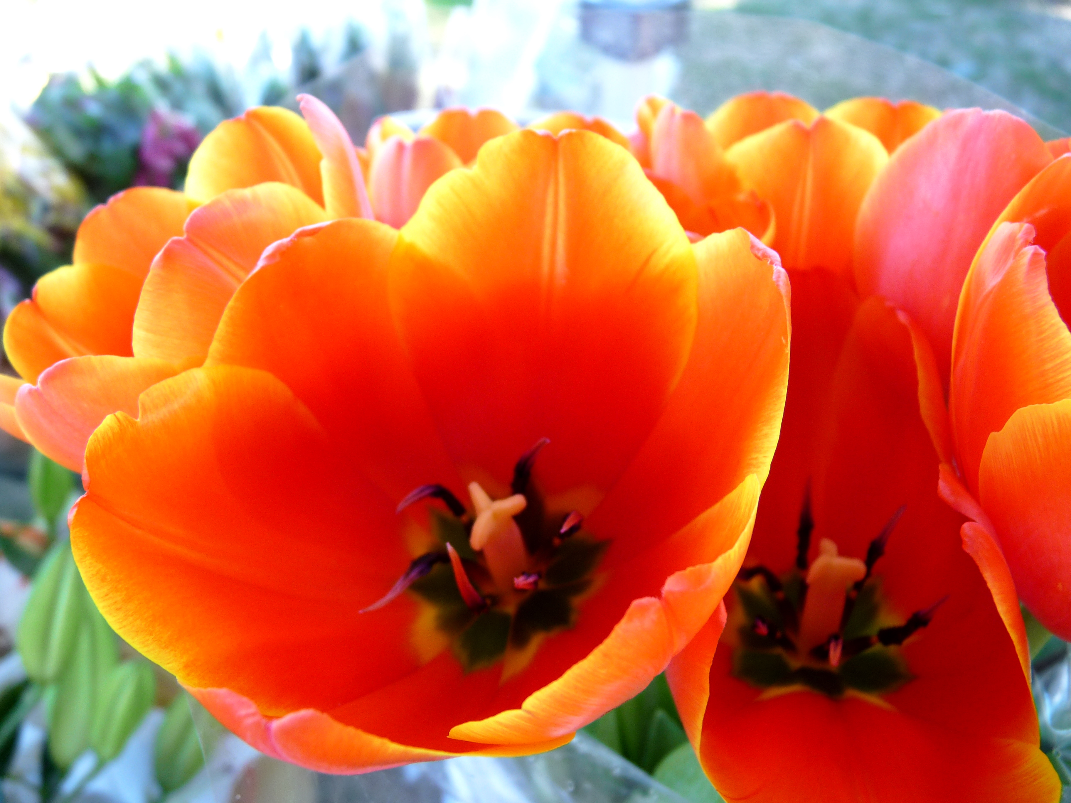 Orange tulip photo