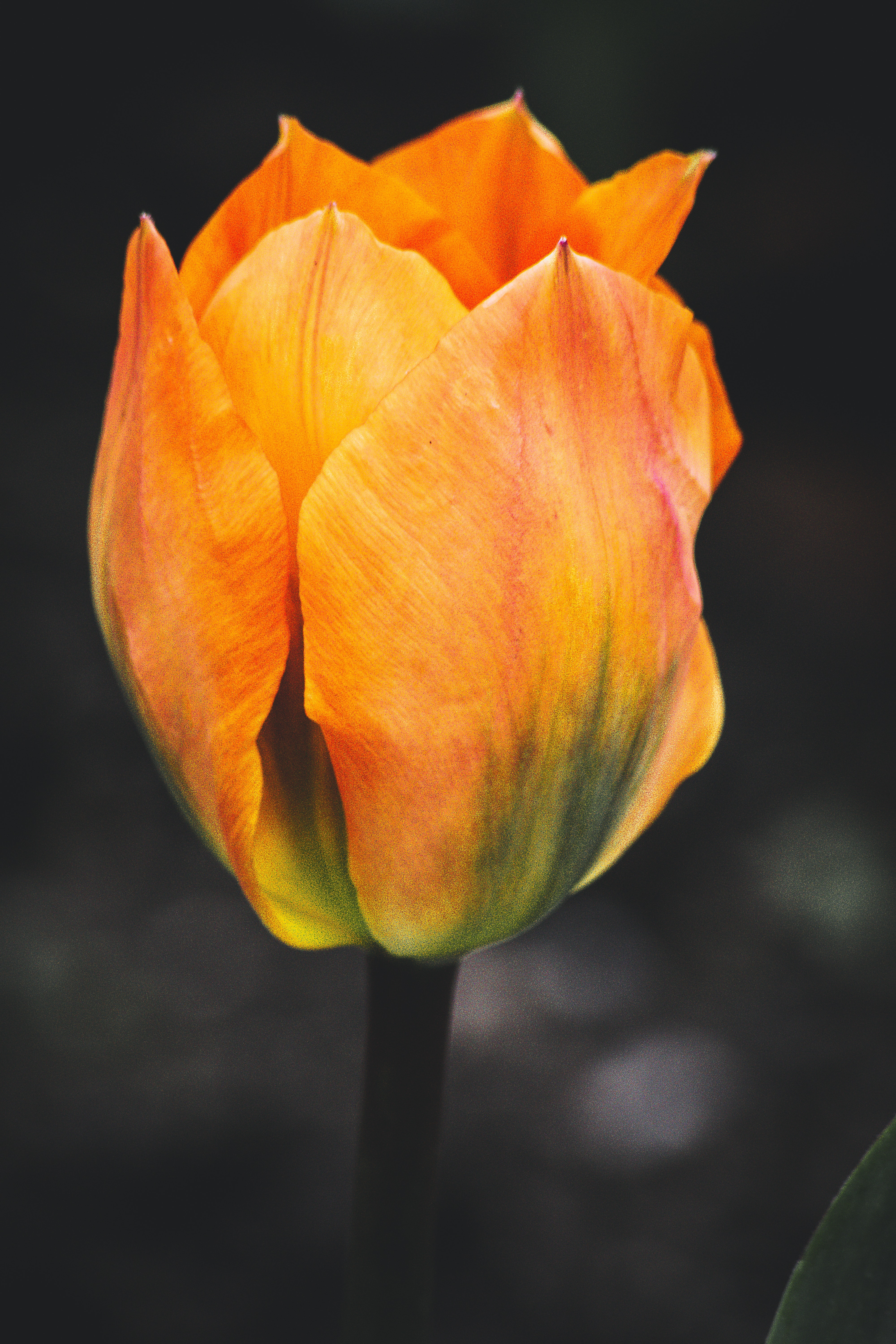 Selective Focus Photography of Orange Tulip Flower · Free Stock Photo