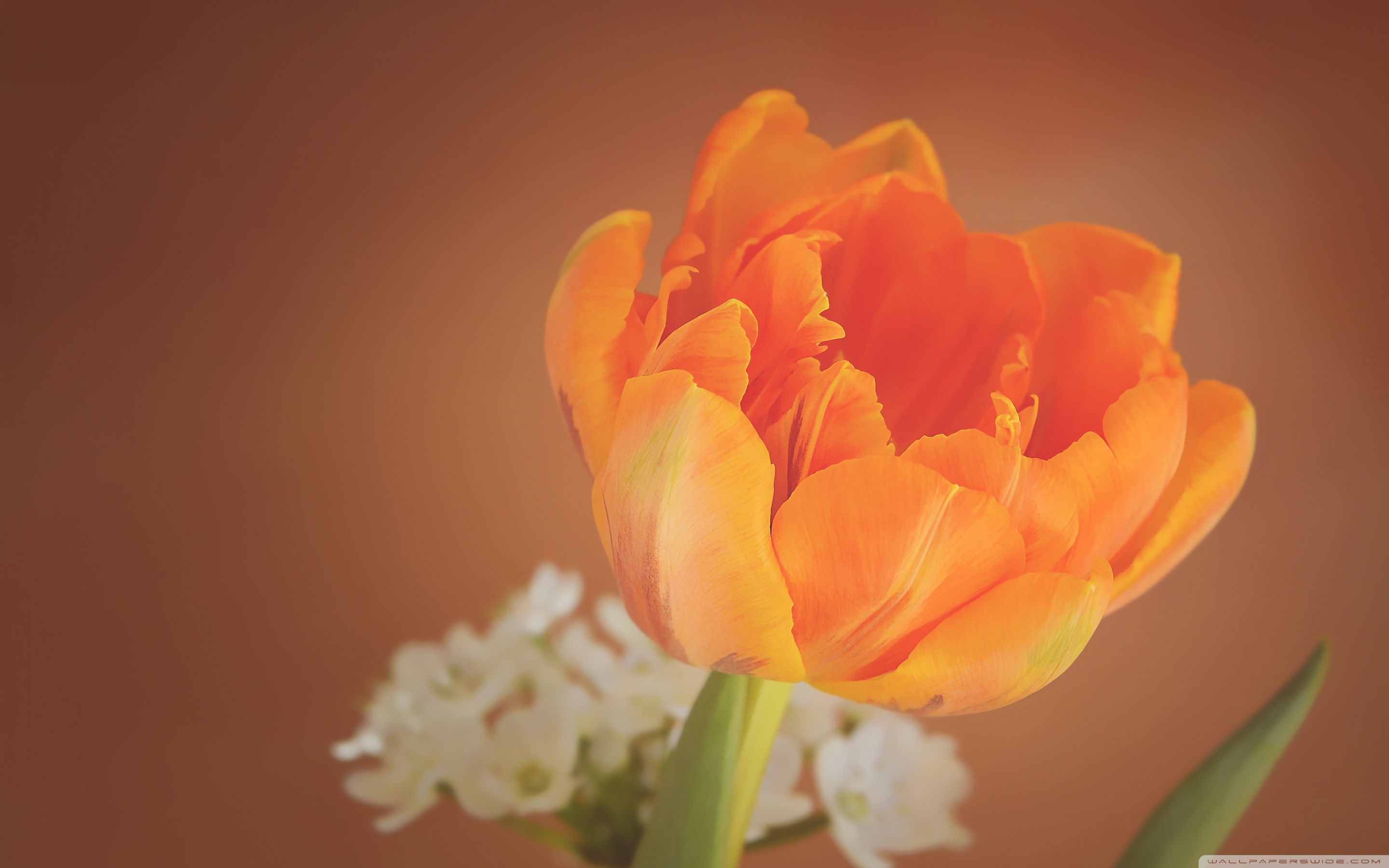 Orange Tulip ❤ 4K HD Desktop Wallpaper for 4K Ultra HD TV • Wide ...