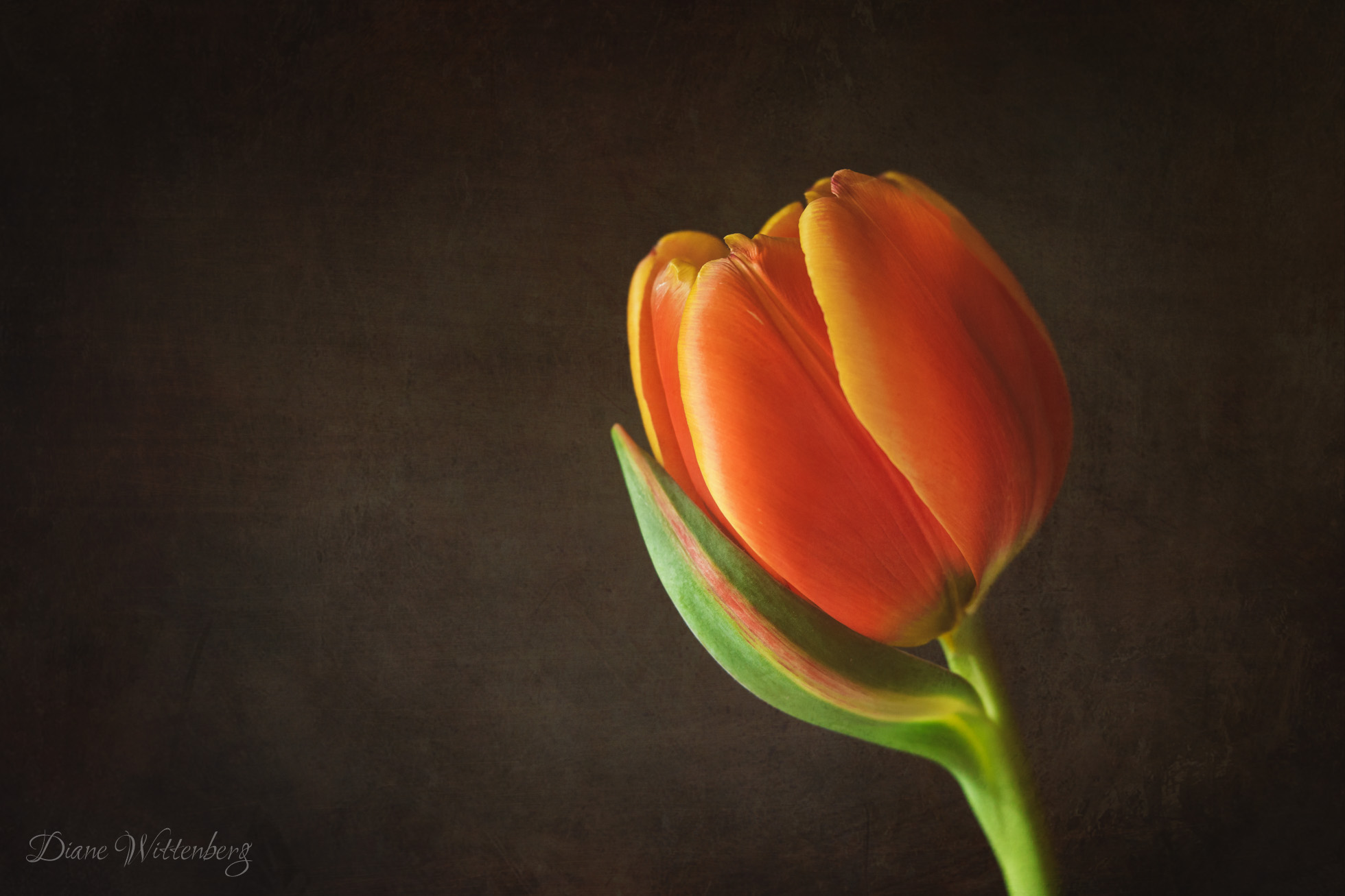 Orange Tulip by Diane Wittenberg