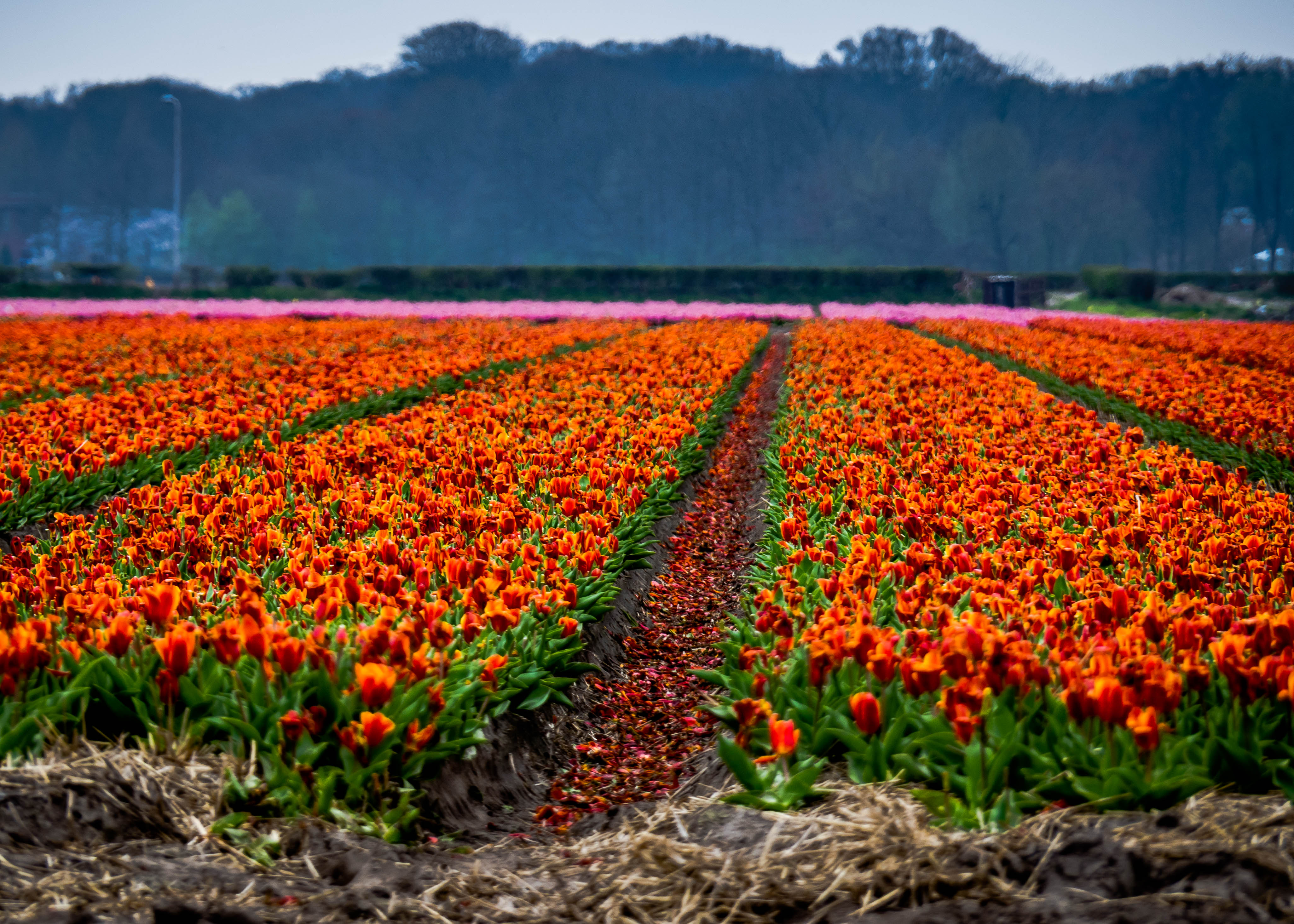Photo of the day: Orange tulip field - Well Planned Travel