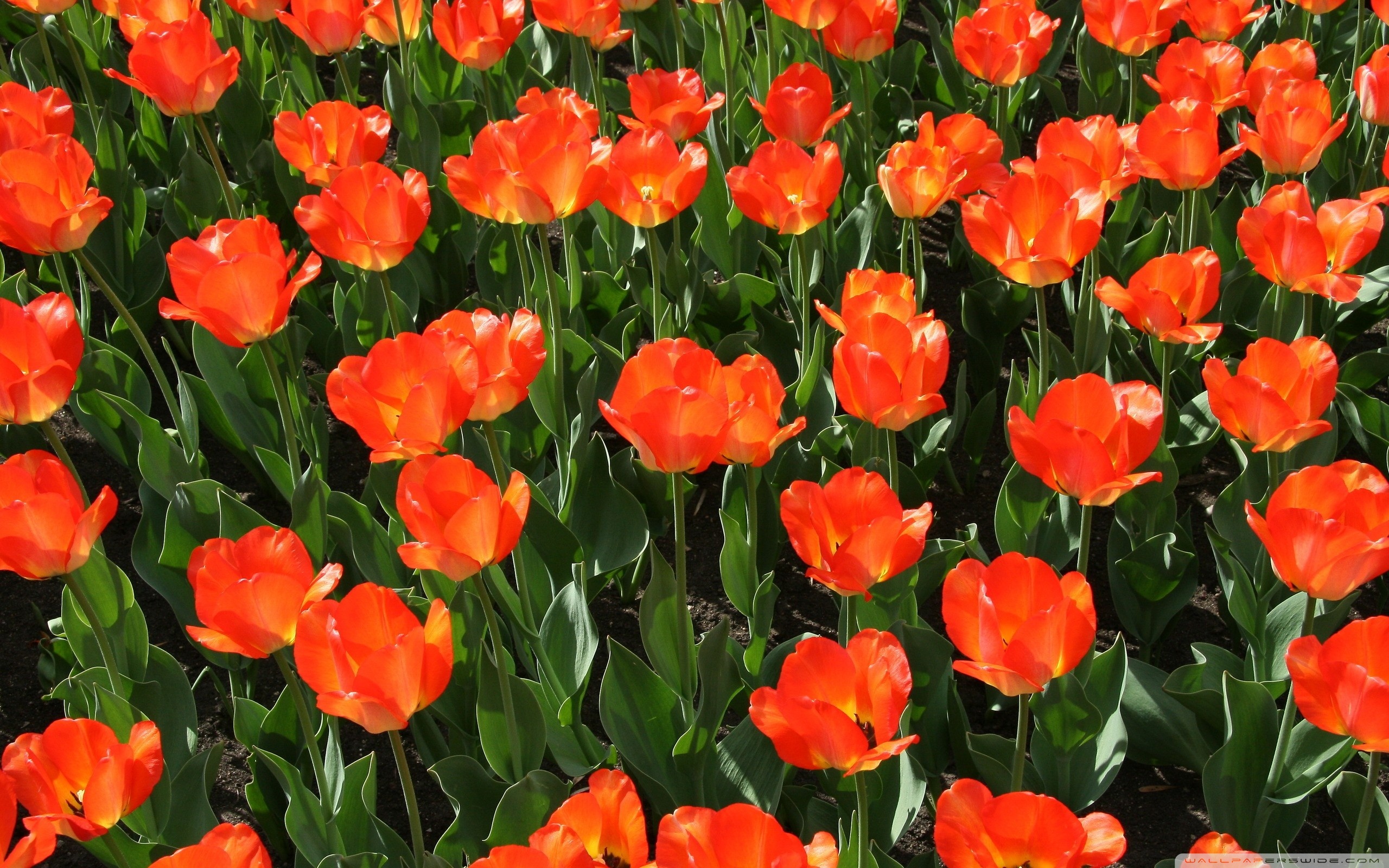 Orange Tulip Field ❤ 4K HD Desktop Wallpaper for 4K Ultra HD TV ...