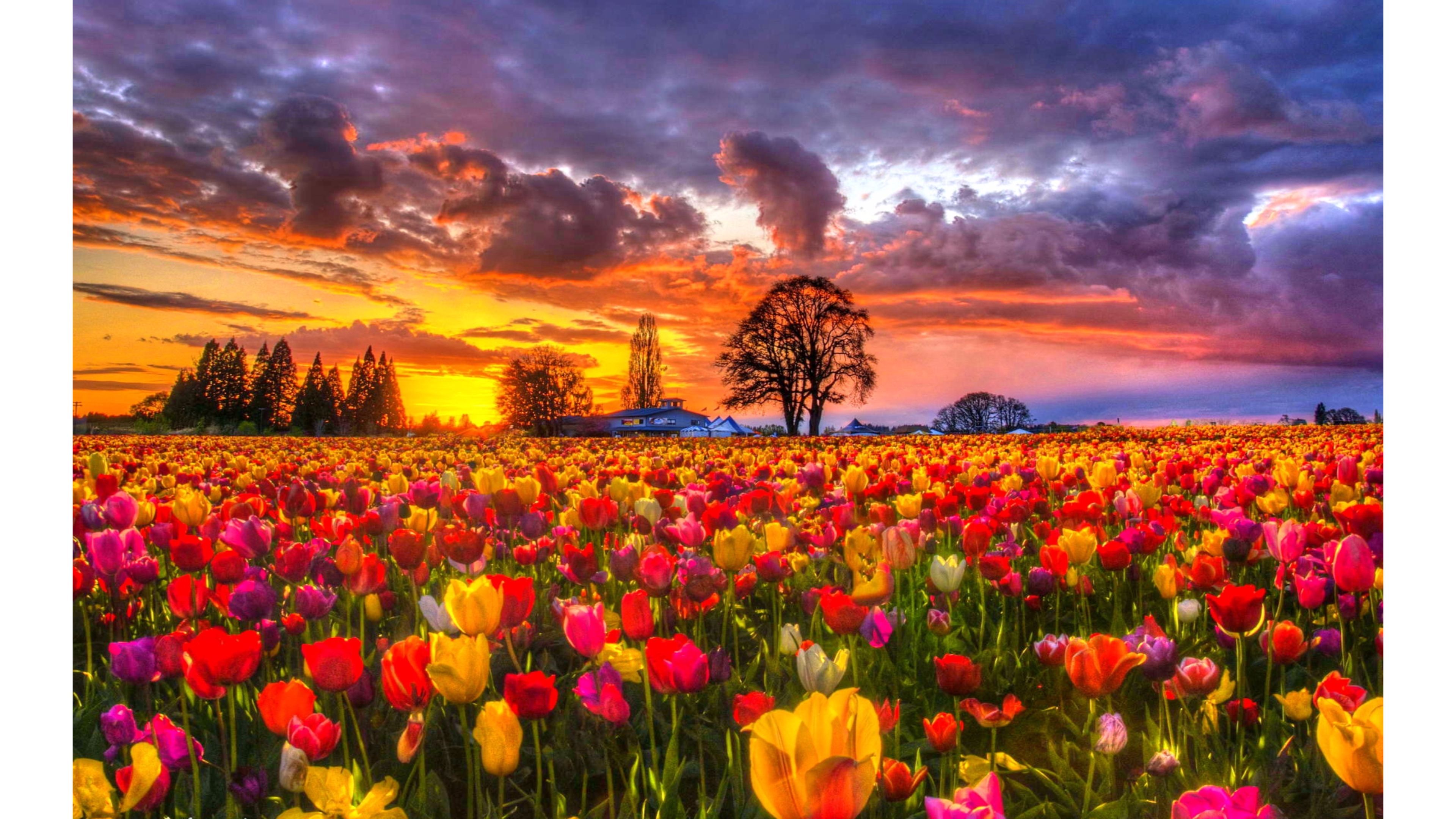 Flower Nature Pot Flowers Colors Tulips Wallpapers Mobile Flower ...