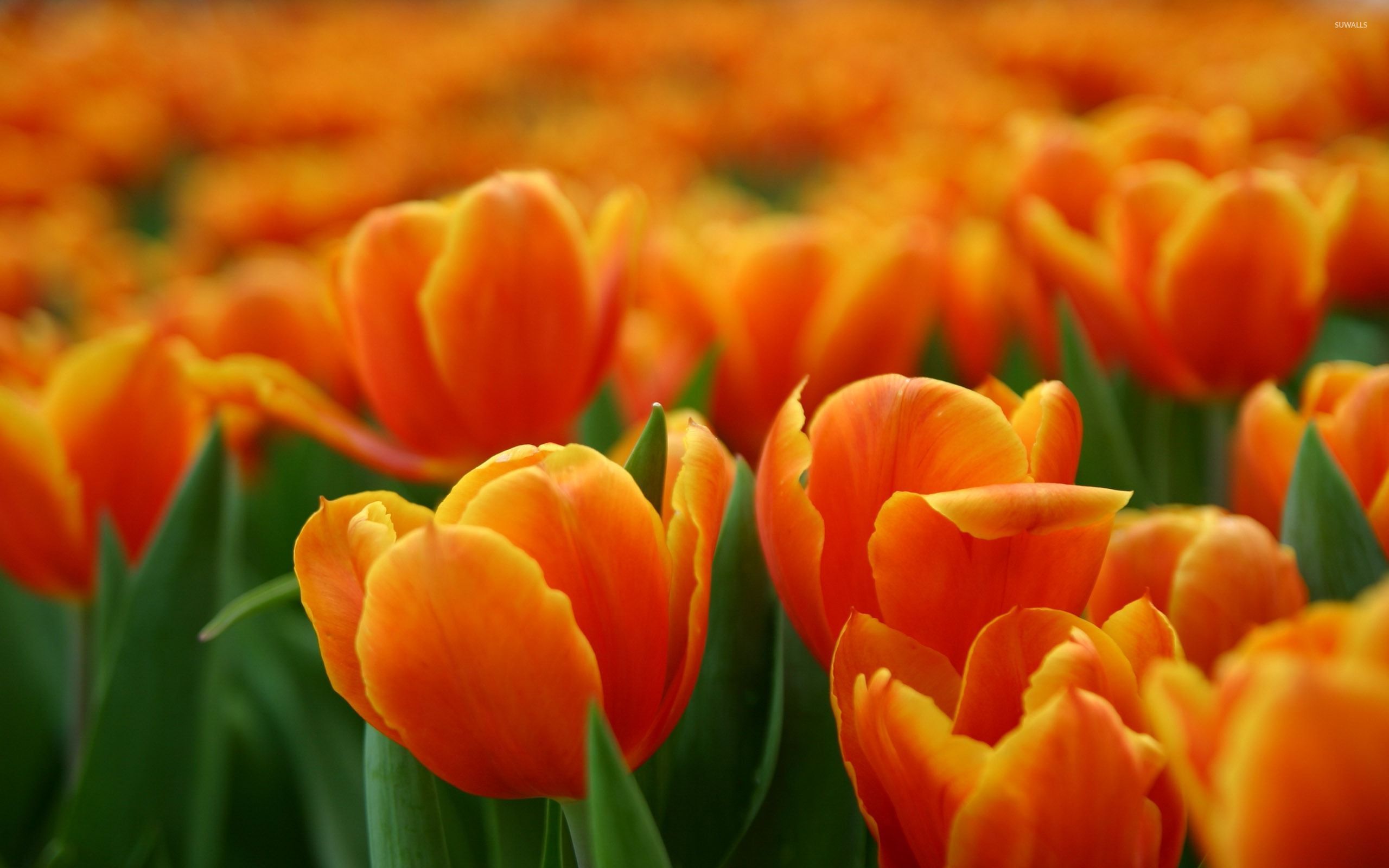 Orange tulips [2] wallpaper - Flower wallpapers - #32337