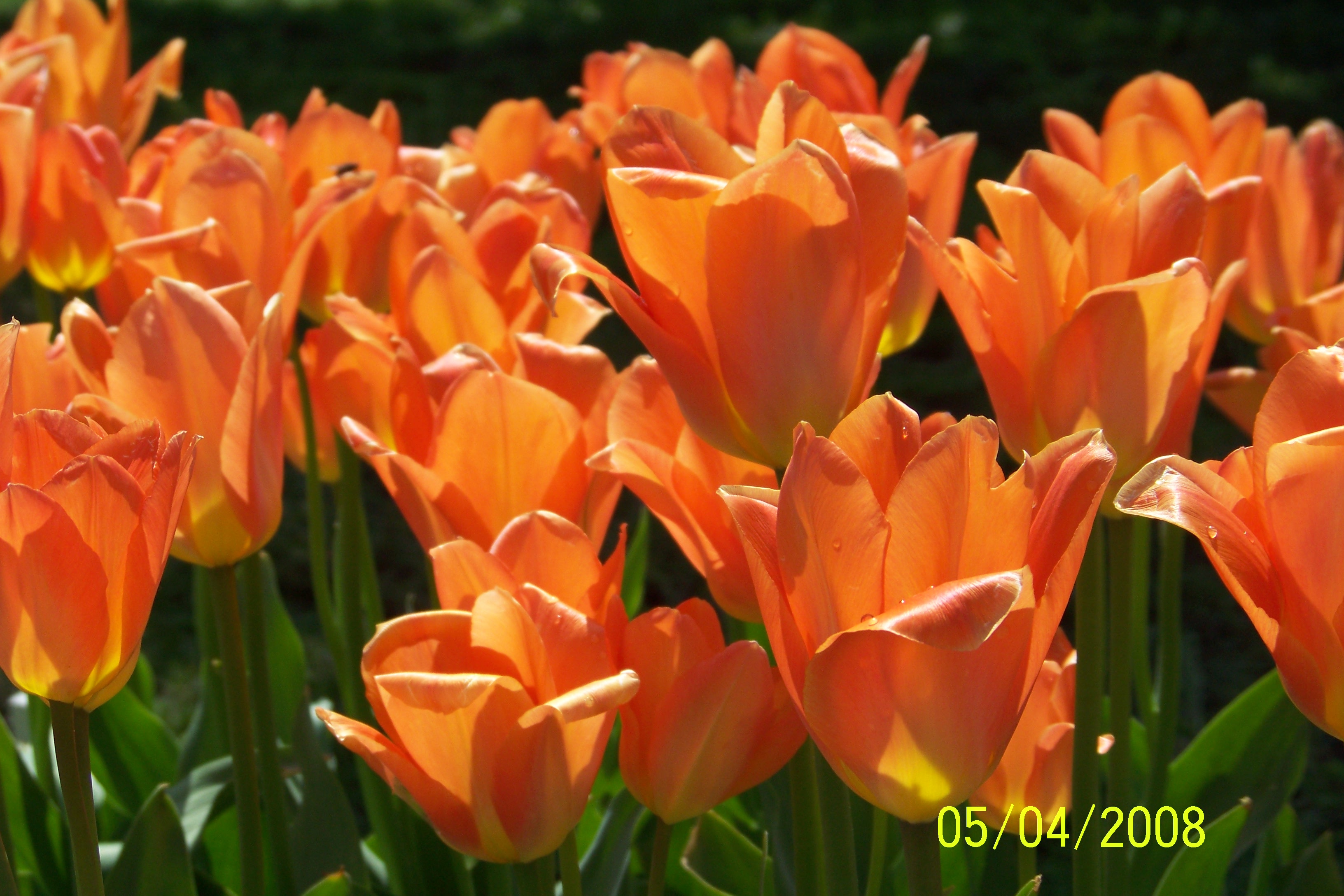 Orange tulips photo