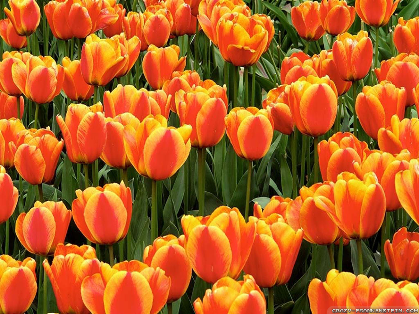 Free photo: Orange Tulips - Beautiful, Resource, Nature - Free Download ...